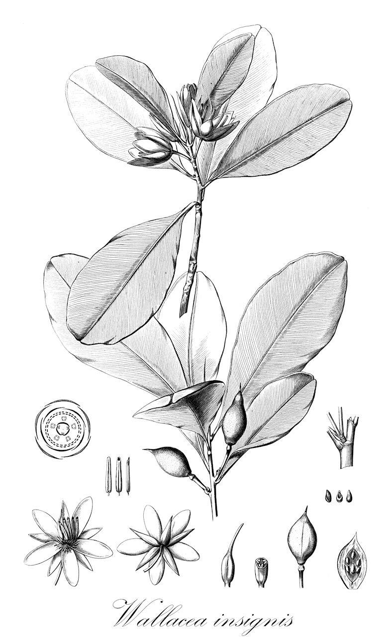 Wallacea insignis - Ochnaceae,Plantae,Pteridobiotina,Angiosperms,Malpighiales,Ochnaceae,Ochnoideae,Wallacea,Wallacea insignis