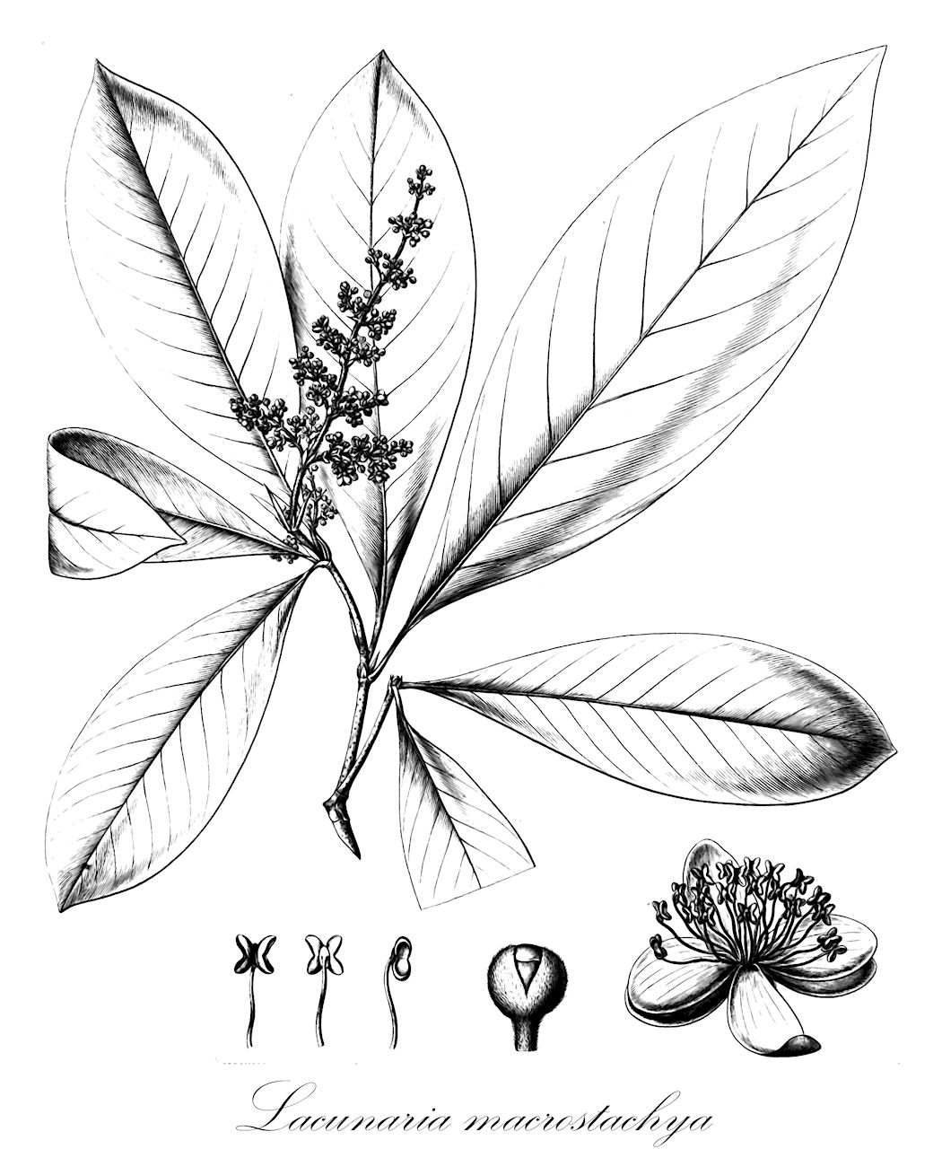 Lacunaria macrostachya - Ochnaceae,Plantae,Pteridobiotina,Angiosperms,Malpighiales,Ochnaceae,Quiinoideae,Lacunaria,Lacunaria macrostachya,Lacunaria acreana, Lacunaria coriacea, Lacunaria minor, Quiina macrostachya