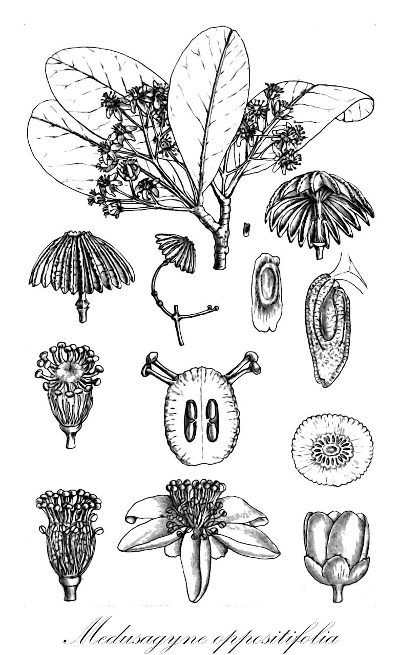 Medusagyne oppositifolia - Ochnaceae,Plantae,Pteridobiotina,Angiosperms,Malpighiales,Ochnaceae,Medusagynoideae,Medusagyne,Medusagyne oppositifolia