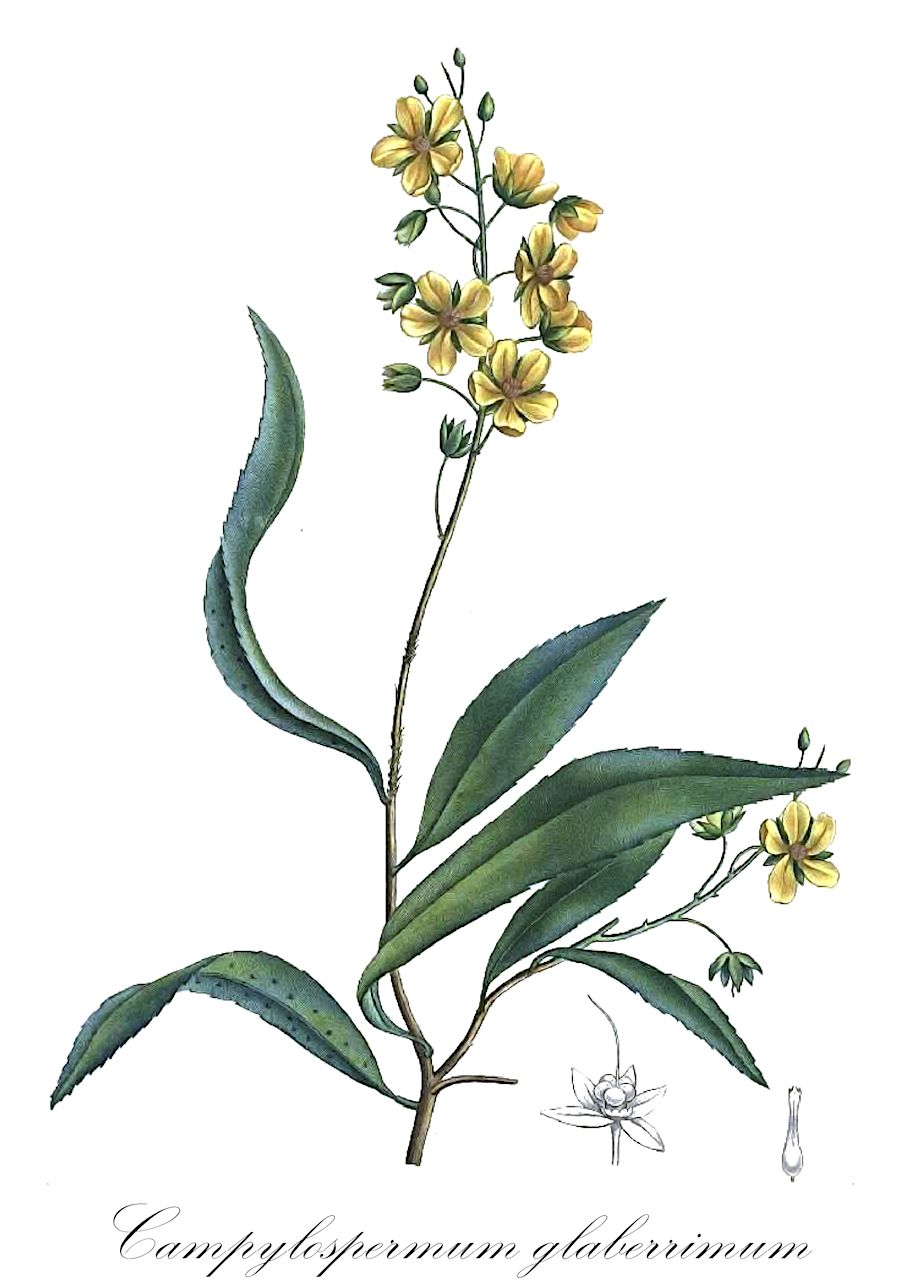 Campylospermum glaberrimum - Ochnaceae,Plantae,Pteridobiotina,Angiosperms,Malpighiales,Ochnaceae,Ochnoideae,Campylospermum,Campylospermum glaberrimum,Exomicrum glaberrimum, Exomicrum insculptum, Gomphia glaberrima, Monelasmum glaberrimum, Monelasmum glaucum, Notocampylum chevalieri, Notocampylum decrescens, Notocampylum nigricans, Ochna glaberrima, Ouratea decrescens, Ouratea glaberrima, Ouratea insculpta, Ouratea kitsonii