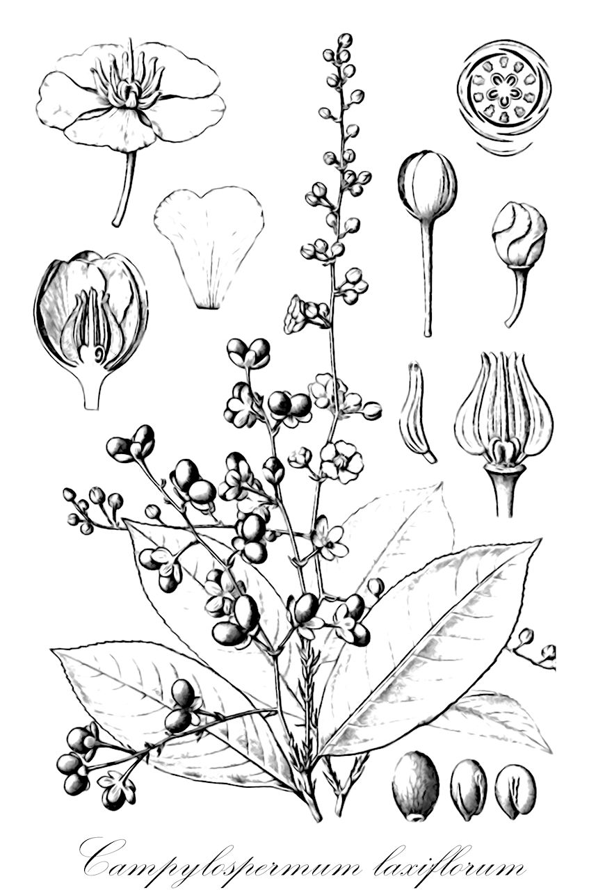 Campylospermum laxiflorum - Ochnaceae,Plantae,Pteridobiotina,Angiosperms,Malpighiales,Ochnaceae,Ochnoideae,Campylospermum,Campylospermum laxiflorum,Monelasmum laxiflorum, Monelasmum leroyanum, Monelasmum marquesii, Monelasmum setigerum, Monelasmum sulcatum, Monelasmum unilateralis, Ouratea bracteato-pedunculata, Ouratea bracteo-paniculata, Ouratea dubiosa, Ouratea flamignii, Ouratea ituriensis, Ouratea laxiflora, Ouratea leroyana, Ouratea macrobotrys