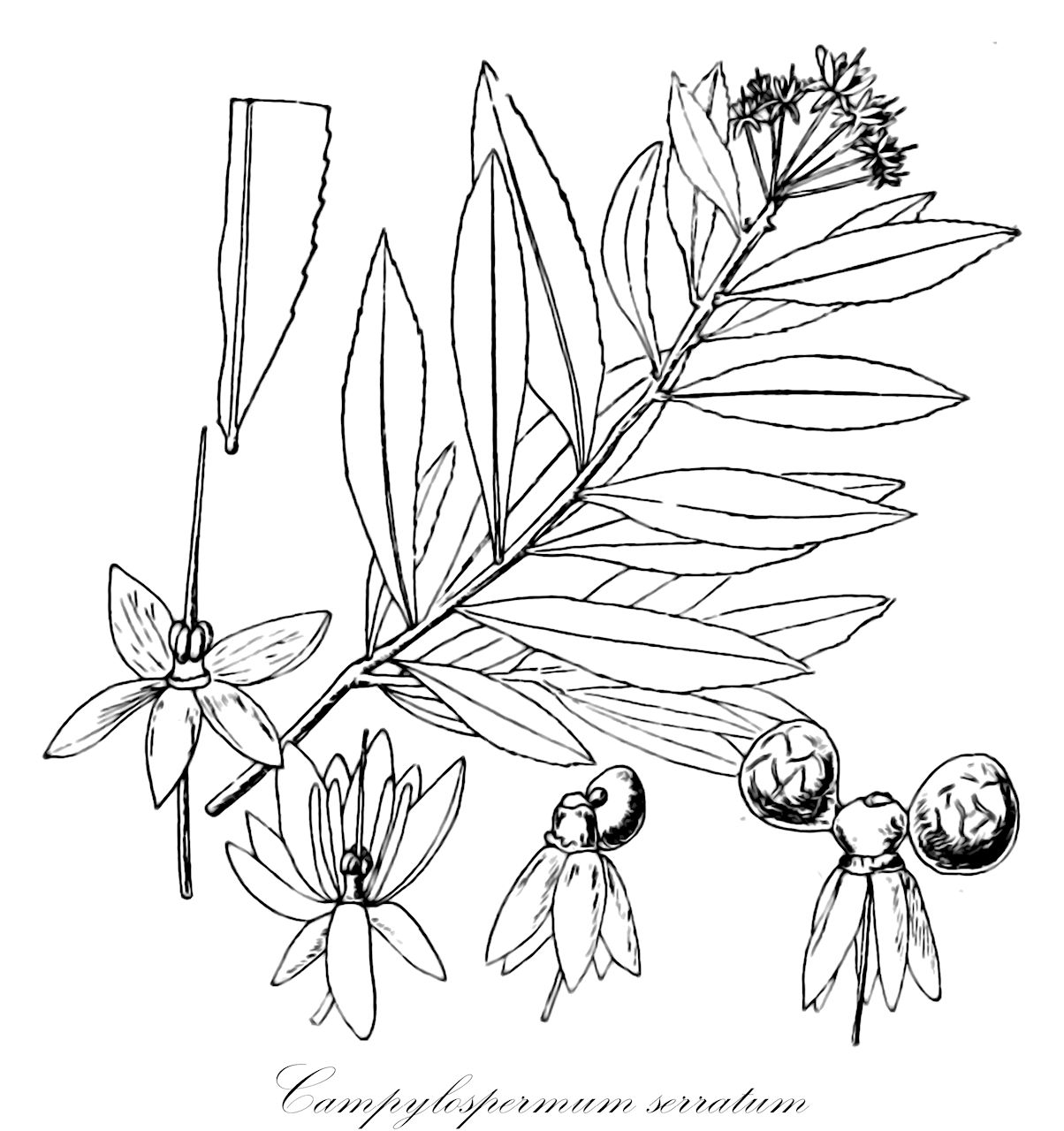 Campylospermum serratum - Ochnaceae,Plantae,Pteridobiotina,Angiosperms,Malpighiales,Ochnaceae,Ochnoideae,Campylospermum,Campylospermum serratum,Campylocercum neriifolium, Campylospermum abbreviatum, Campylospermum angustifolium, Campylospermum beccarianum, Campylospermum borneense, Campylospermum cumingii, Campylospermum kingii, Campylospermum leschenaulti, Campylospermum malabaricum, Campylospermum nodosum, Campylospermum perakense, Campylospermum plicatum, Campylospermum retinerve, Campylospermum rheedi, Campylospermum strictum, Campylospermum sumatranum, Campylospermum thwaitesii, Campylospermum vahlianum, Campylospermum walkeri, Campylospermum wallichianum, Campylospermum zeylanicum, Cercinia annamensis, Cercinia brevis, Cercinia elongata, Cercinia thorelii, Diporidium rufescens, Discladium dalzellii, Discladium gaudichaudii, Discladium koenigii, Discladium leschenaulti, Discladium lucidum, Discladium microphyllum, Discladium planchonii, Euthemis elegantissima, Euthemis pulcherrima, Gomphia angustifolia, Gomphia ceylanica, Gomphia malabarica, Gomphia microphylla, Gomphia oblongifolia, Gomphia serrata, Gomphia sumatrana, Gomphia zeylanica, Maesia serrata, Meesia serrata, Ochna angustifolia, Ochna crocea, Ochna lucida, Ochna rufescens, Ochna sumatrana, Ochna zeylanica, Ouratea angustifolia, Ouratea arcta, Ouratea beccariana, Ouratea borneensis, Ouratea crocea, Ouratea megacarpa, Ouratea microphylla, Ouratea neriifolia, Ouratea serrata, Ouratea sumatrana, Ouratea thorelii, Ouratea zeylanica, Pleopetalum lucidum, Walkera serrata, Walkera zeylonensis