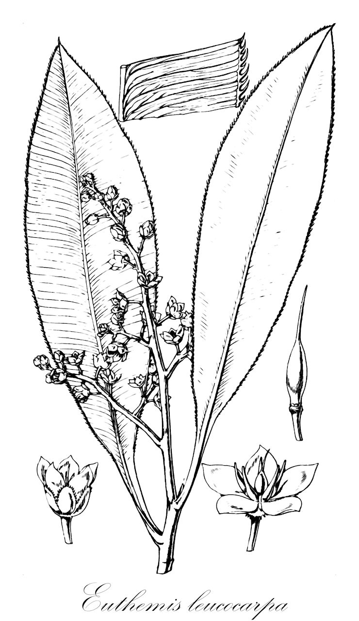 Euthemis leucocarpa - Ochnaceae,Plantae,Pteridobiotina,Angiosperms,Malpighiales,Ochnaceae,Ochnoideae,Euthemis,Euthemis leucocarpa,Euthemis jackiana, Euthemis robusta