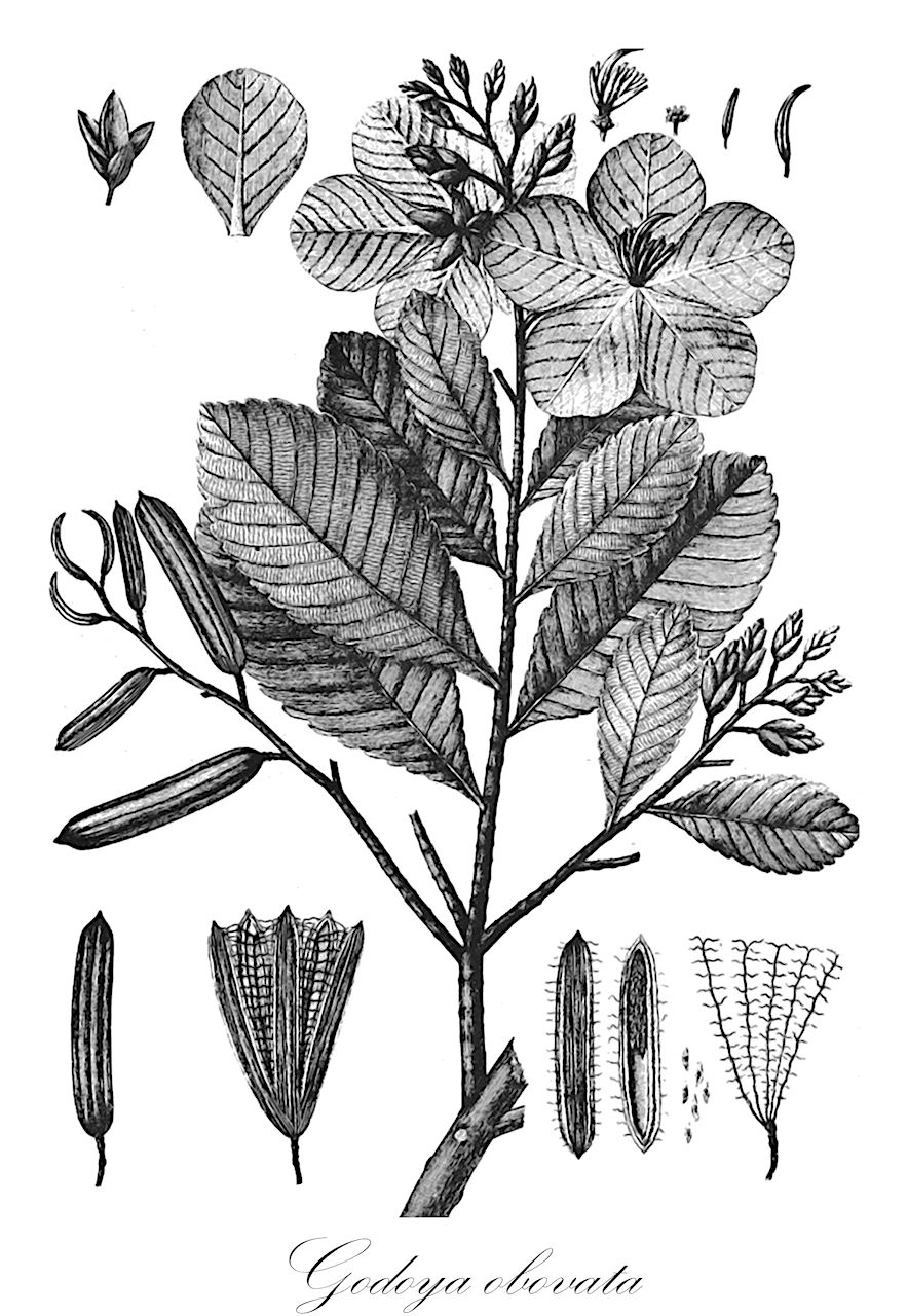 Godoya obovata - Ochnaceae,Plantae,Pteridobiotina,Angiosperms,Malpighiales,Ochnaceae,Ochnoideae,Godoya,Godoya obovata,Godoya oblonga