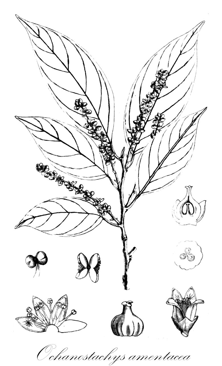 Ochanostachys amentacea - Olacaceae,Plantae,Pteridobiotina,Angiosperms,Santalales,Olacaceae,Ochanostachys,Ochanostachys amentacea,Ochanostachys amentacea var. rufa, Ochanostachys bancana, Petalinia bancana