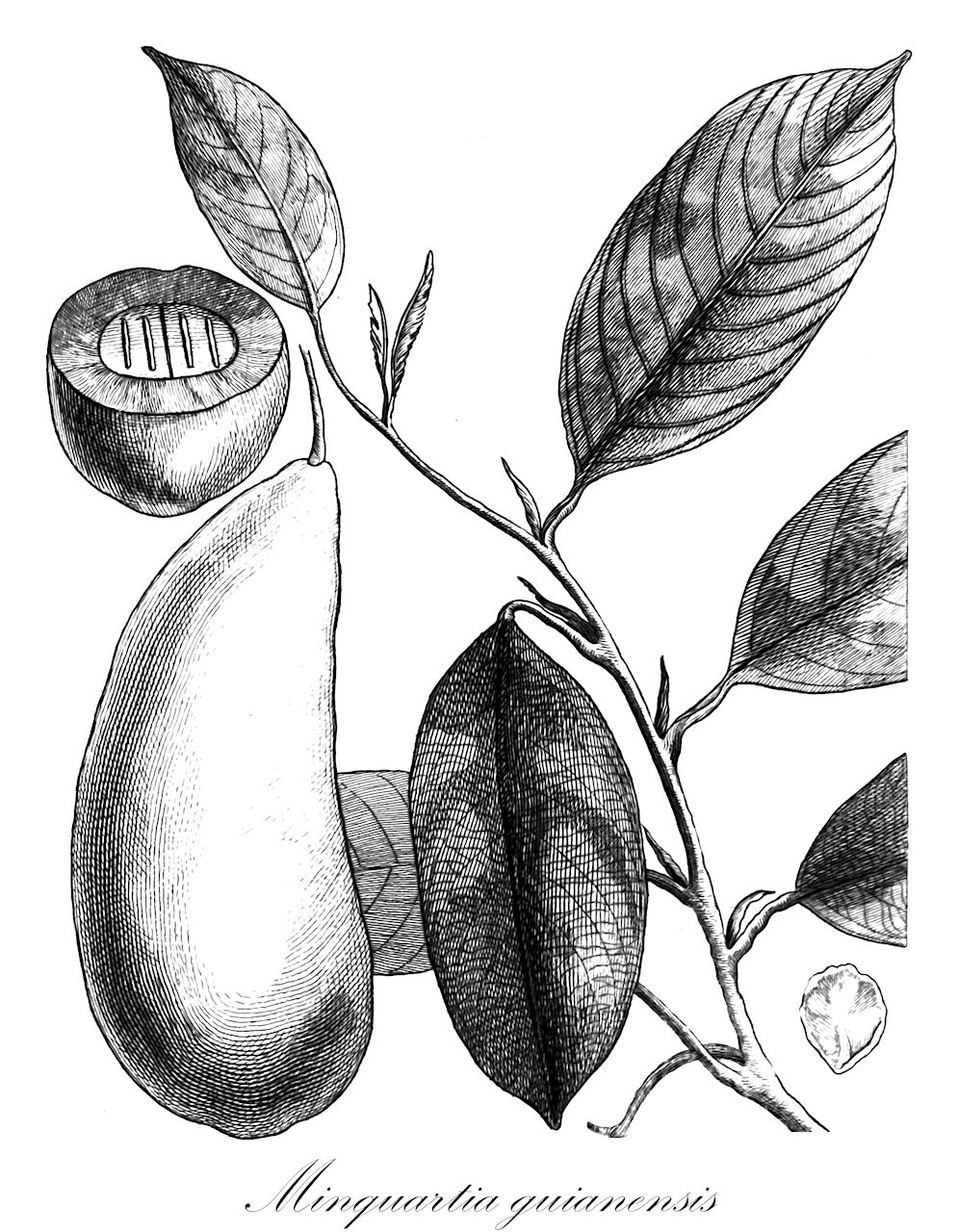 Minquartia guianensis - Olacaceae,Plantae,Pteridobiotina,Angiosperms,Santalales,Olacaceae,Minquartia,Minquartia guianensis,Eganthus poeppigii, Endusa punctata, Minquartia macrophylla, Minquartia parvifolia, Minquartia punctata, Secretania loranthacea