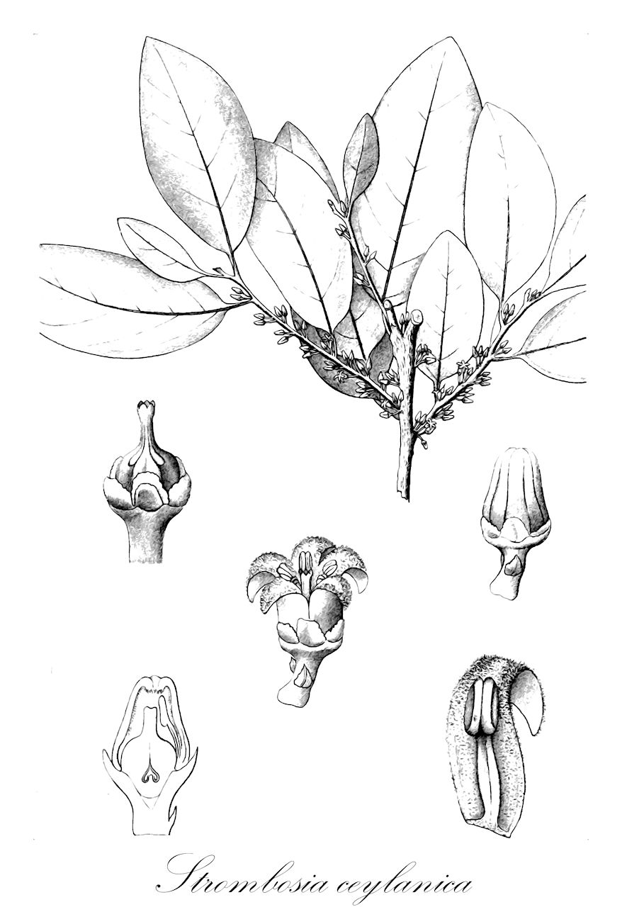 Strombosia ceylanica - Olacaceae,Plantae,Pteridobiotina,Angiosperms,Santalales,Olacaceae,Strombosia,Strombosia ceylanica,Lasianthera membranacea, Lavallea ceylanica, Sphaerocarya leprosa, Stemonurus membranaceus