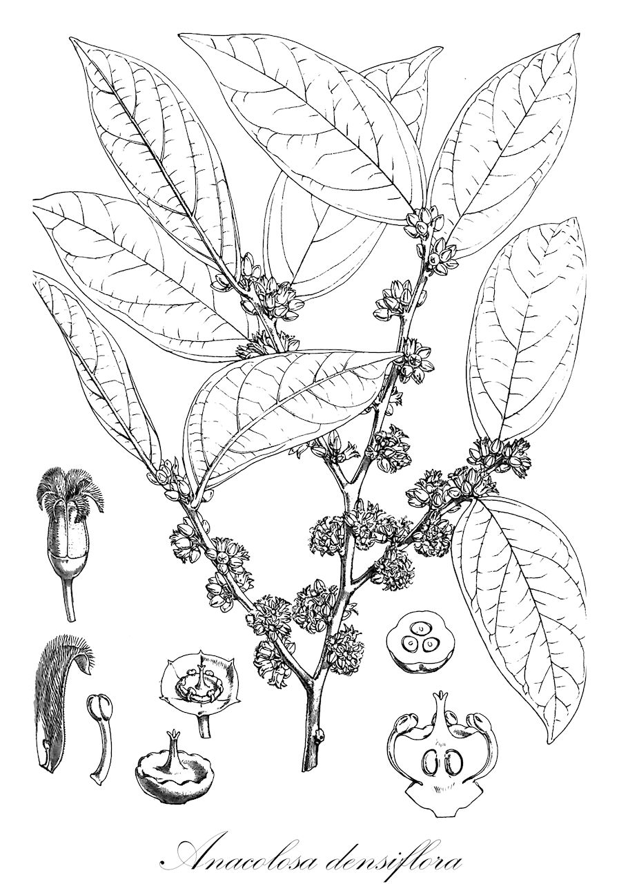 Anacolosa densiflora - Olacaceae,Plantae,Pteridobiotina,Angiosperms,Santalales,Olacaceae,Anacolosa,Anacolosa densiflora