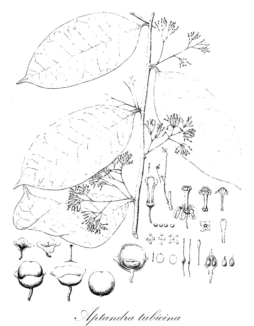 Aptandra tubicina - Olacaceae,Aptandra spruceana, Chaunochiton mouririoides, Chaunochiton tubicinum, Heisteria tubicina,Plantae,Pteridobiotina,Angiosperms,Santalales,Olacaceae,Aptandra,Aptandra tubicina