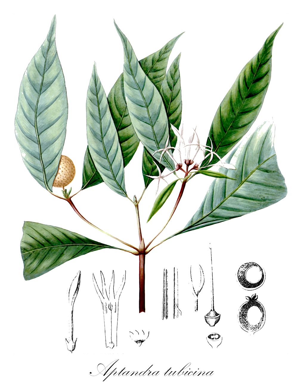 Aptandra tubicina - Olacaceae,Plantae,Pteridobiotina,Angiosperms,Santalales,Olacaceae,Aptandra,Aptandra tubicina,Aptandra spruceana, Chaunochiton mouririoides, Chaunochiton tubicinum, Heisteria tubicina