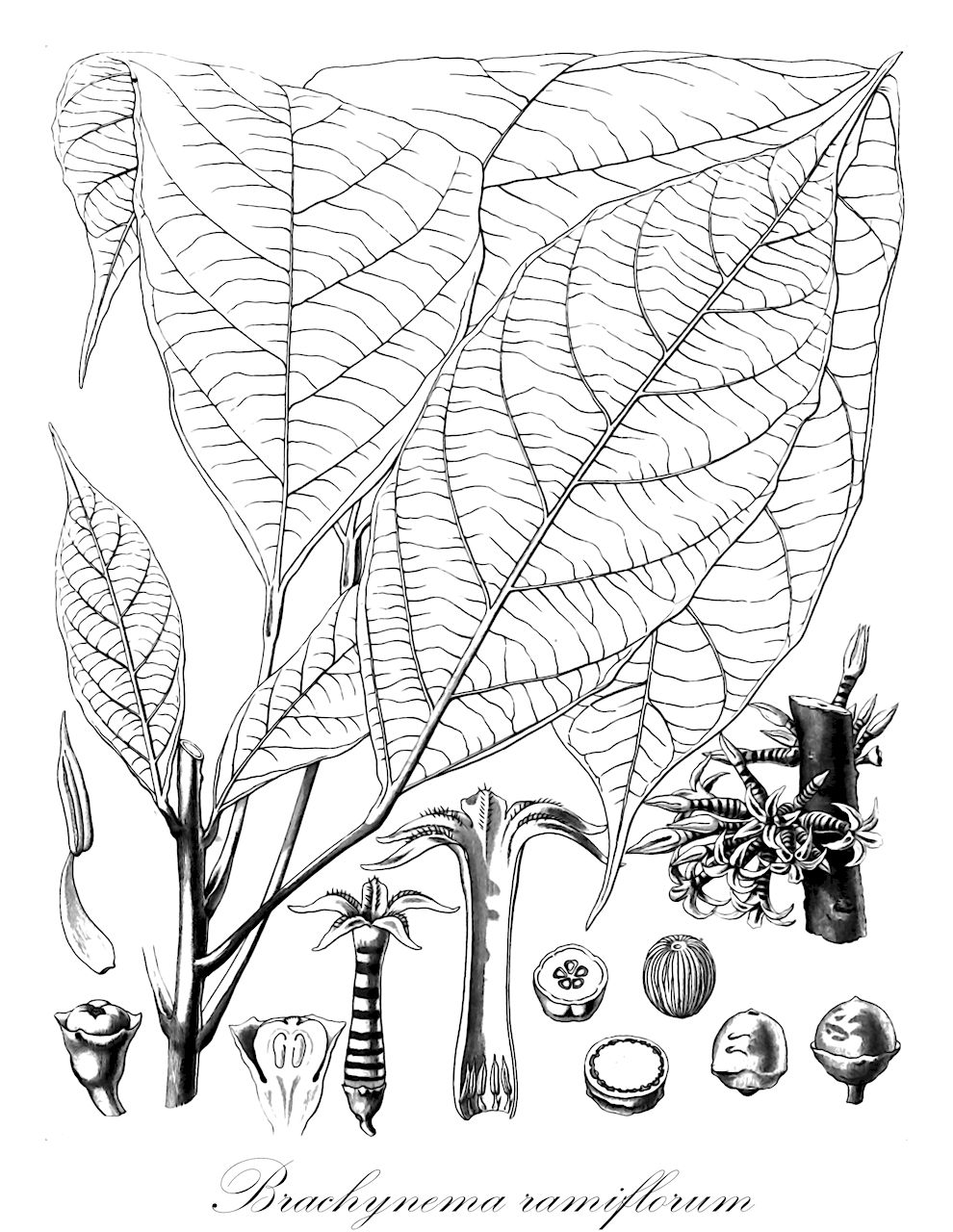 Brachynema ramiflorum - Olacaceae,Plantae,Pteridobiotina,Angiosperms,Santalales,Olacaceae,Brachynema,Brachynema ramiflorum