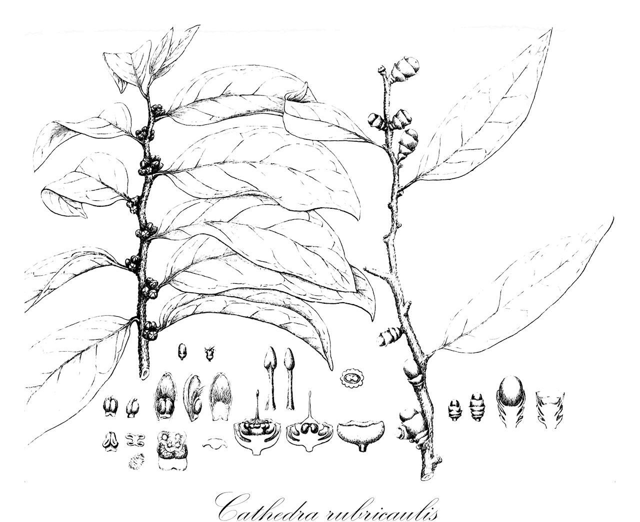 Cathedra rubricaulis - Olacaceae,Cathedra gardneriana,Plantae,Pteridobiotina,Angiosperms,Santalales,Olacaceae,Cathedra,Cathedra rubricaulis