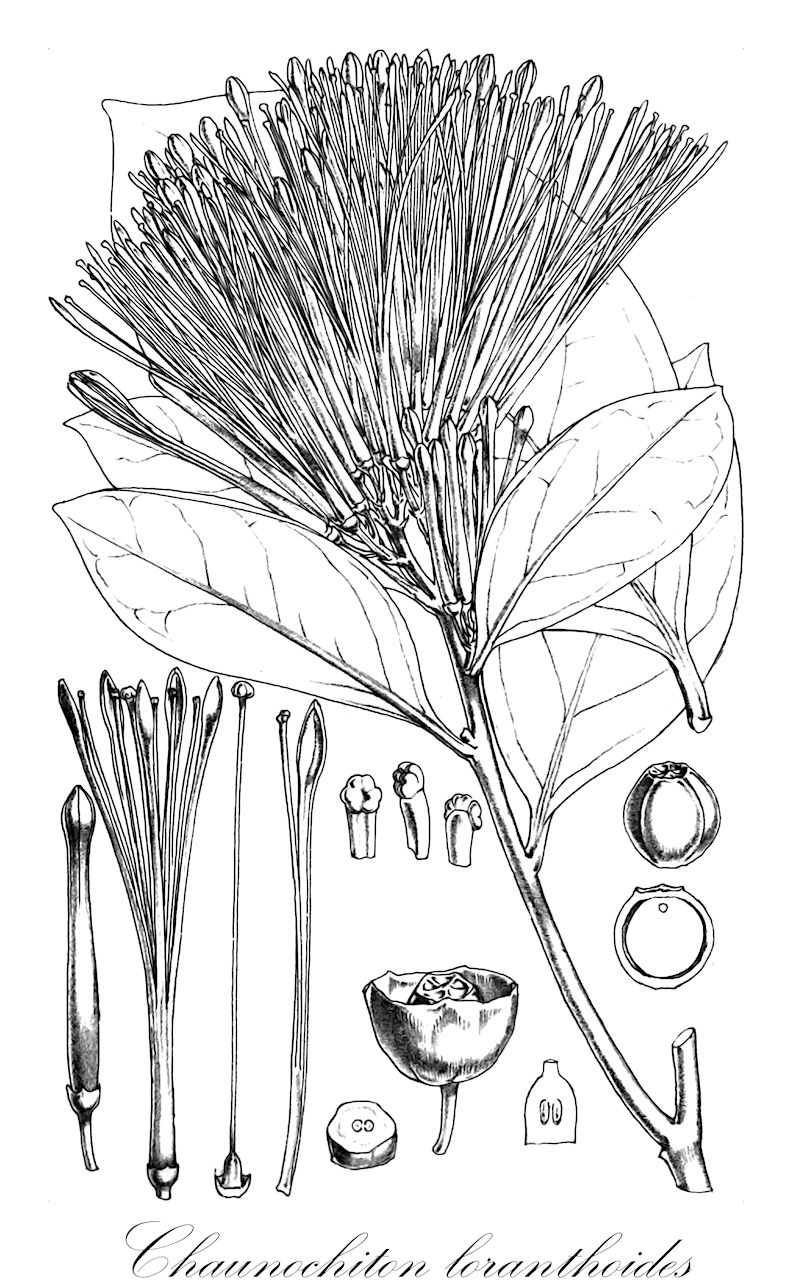 Chaunochiton loranthoides - Olacaceae,Plantae,Pteridobiotina,Angiosperms,Santalales,Olacaceae,Chaunochiton,Chaunochiton loranthoides