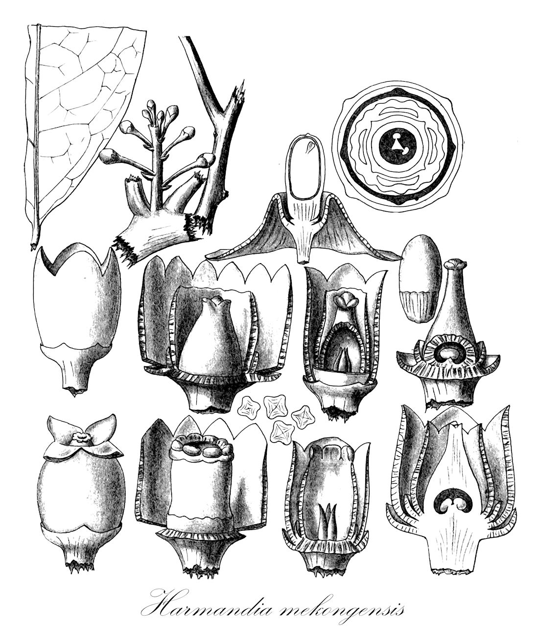 Harmandia mekongensis - Olacaceae,Plantae,Pteridobiotina,Angiosperms,Santalales,Olacaceae,Harmandia,Harmandia mekongensis,Harmandia flavescens, Harmandia kunstleri