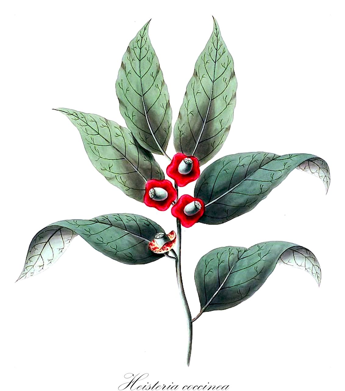 Heisteria coccinea - Olacaceae,Plantae,Pteridobiotina,Angiosperms,Santalales,Olacaceae,Heisteria,Heisteria coccinea,Heisteria guianensis, Rhaptostylum coccineum, Rhaptostylum guianense