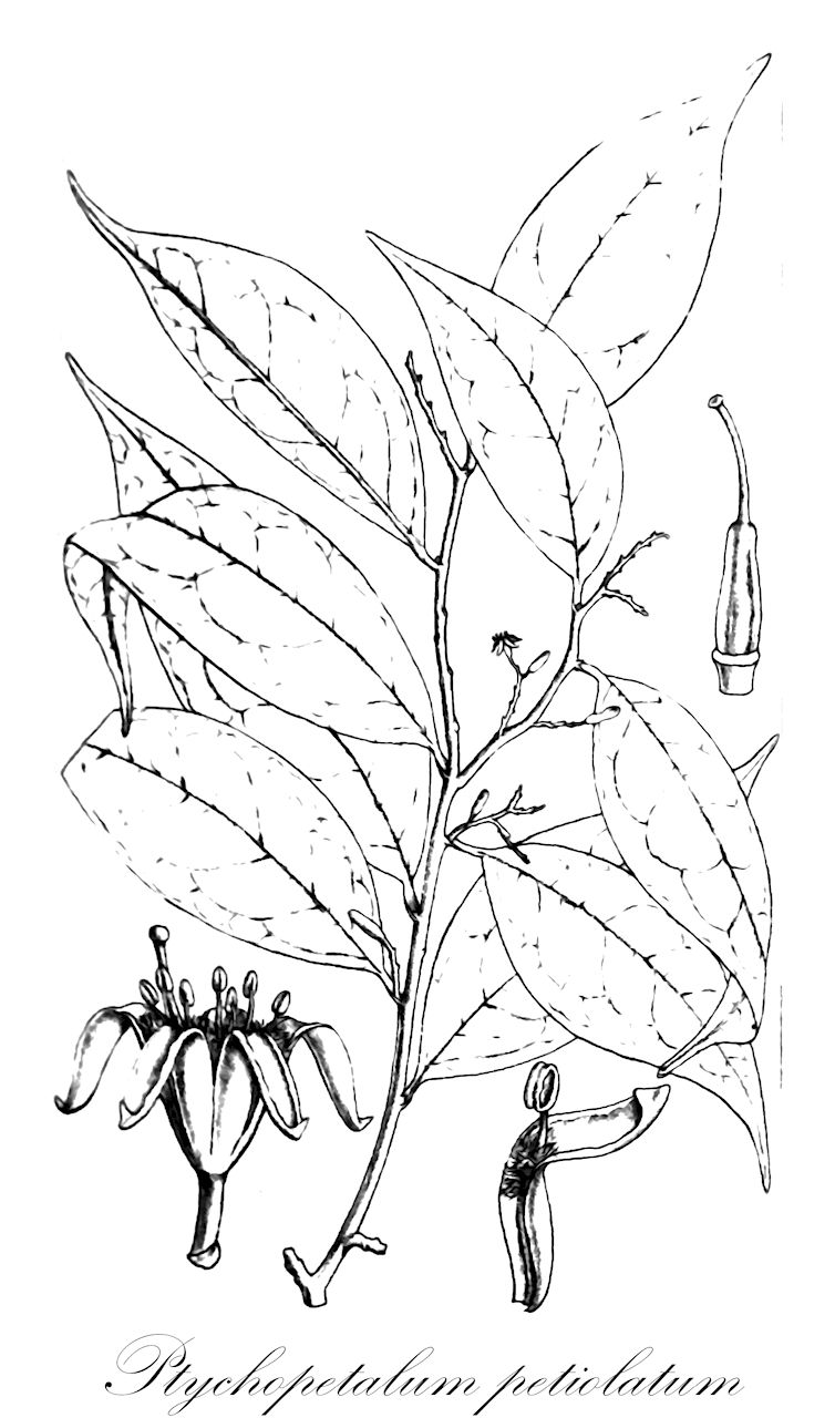 Ptychopetalum petiolatum - Olacaceae,Plantae,Pteridobiotina,Angiosperms,Santalales,Olacaceae,Ptychopetalum,Ptychopetalum petiolatum