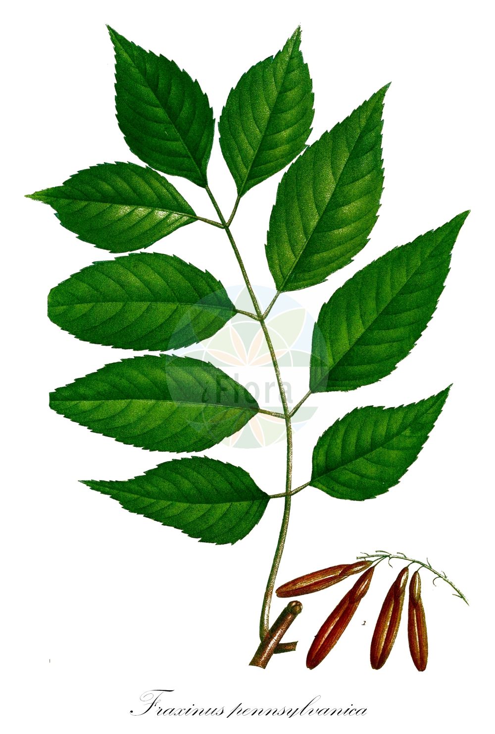 Historische Abbildung von Fraxinus pennsylvanica (Pennsylvanische Esche - Red Ash). Das Bild zeigt Blatt, Bluete, Frucht und Same. ---- Historical Drawing of Fraxinus pennsylvanica (Pennsylvanische Esche - Red Ash). The image is showing leaf, flower, fruit and seed.(Fraxinus pennsylvanica,Pennsylvanische Esche,Red Ash,Calycomelia campestris,Calycomelia elliptica,Calycomelia expansa,Calycomelia lancea,Calycomelia lanceolata,Calycomelia ovata,Calycomelia pennsylvanica,Calycomelia pubescens,Calycomelia richardii,Fraxinus arbutifolia,Fraxinus aucubifolia,Fraxinus campestris,Fraxinus cerasifolia,Fraxinus cinerea,Fraxinus concolor,Fraxinus darlingtonii,Fraxinus elliptica,Fraxinus expansa,Fraxinus fusca,Fraxinus glabra,Fraxinus lancea,Fraxinus lanceolata,Fraxinus lancifolia,Fraxinus longifolia,Fraxinus media,Fraxinus oblongocarpa,Fraxinus ovalis,Fraxinus ovata,Fraxinus pennsylvanica,Fraxinus platyphylla,Fraxinus pubescens,Fraxinus richardii,Fraxinus rubicunda,Fraxinus rufa,Fraxinus smallii,Fraxinus subvillosa,Fraxinus tomentosa,Fraxinus trialata,Fraxinus viridis,Leptalix cinerea,Leptalix elliptica,Leptalix expansa,Leptalix fusca,Leptalix lancifolia,Leptalix longifolia,Leptalix media,Leptalix ovata,Leptalix pubescens,Leptalix richardii,Leptalix rubicunda,Leptalix rufa,Pennsylvanische Esche,Gruen-Esche,Rot-Esche,Red Ash,Arizona Ash,Blue Ash,River Ash,Swamp Ash,Water Ash,Green Ash,Fraxinus,Esche,Ash,Oleaceae,Ölbaumgewächse,Olive family,Blatt,Bluete,Frucht,Same,leaf,flower,fruit,seed,Michaux (1817-1819))
