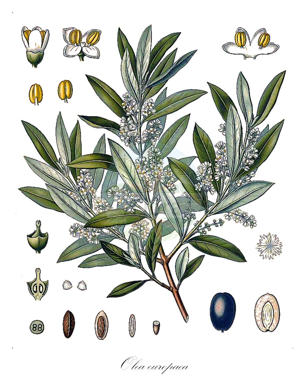 Historische Abbildung von Olea europaea. ---- Historical Drawing of Olea europaea.(Olea europaea,Olea europaea,Olea,Oleaceae,Ölbaumgewächse,Olive family,Koehler (1883-1898))