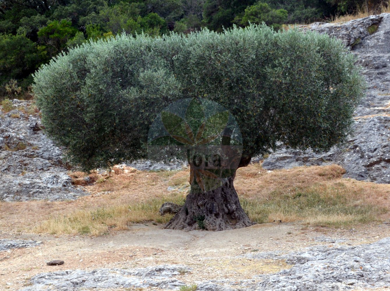 Foto von Olea europaea. ---- Photo of Olea europaea.(Olea europaea,Olea europaea,Olea,Oleaceae,Ölbaumgewächse,Olive family)