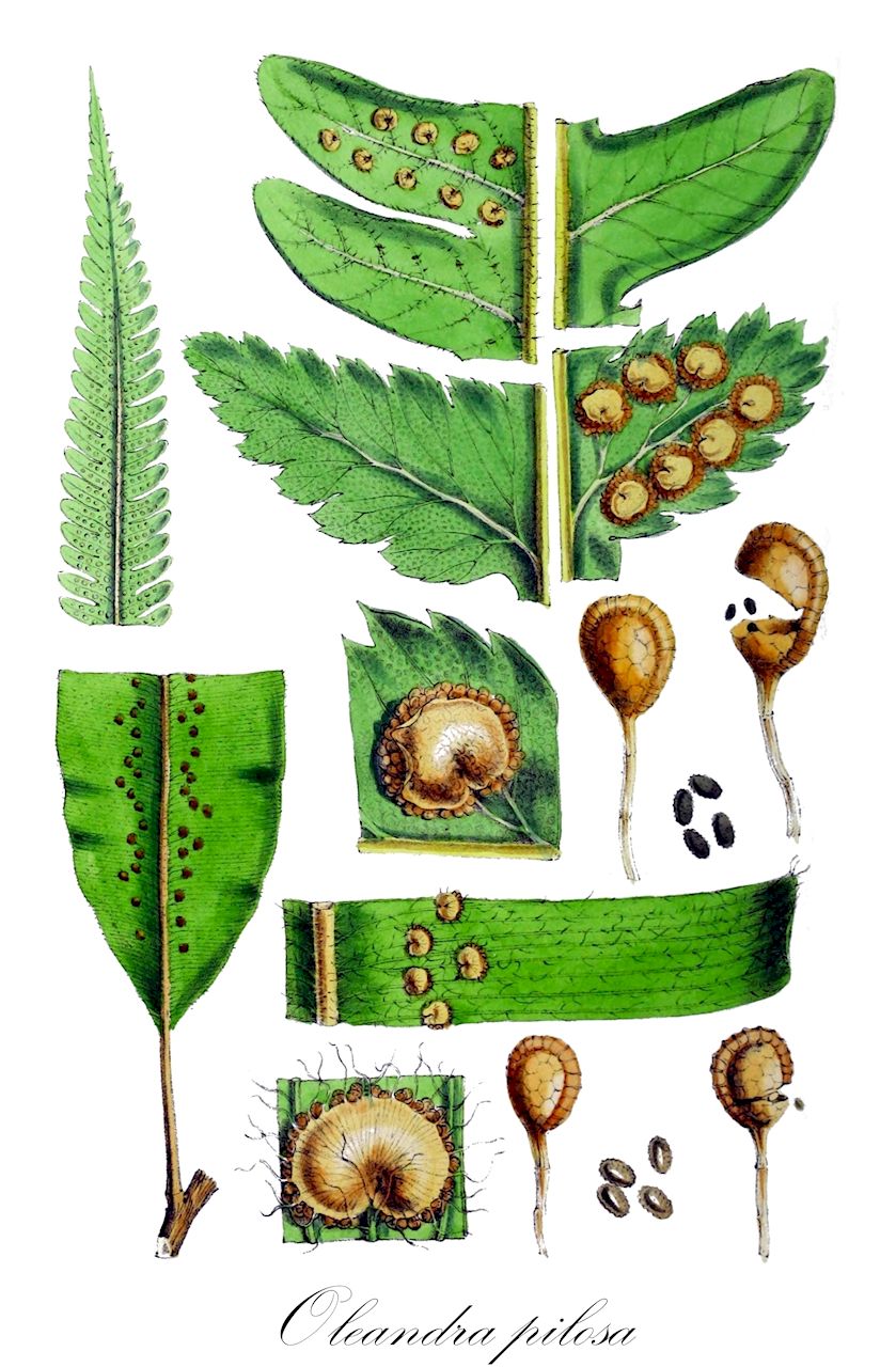 Oleandra pilosa - Oleandraceae,Plantae,Pteridobiotina,Polypodiophyta,Polypodiopsida,Polypodiidae,Polypodiales,Oleandraceae,Oleandra,Oleandra pilosa,Oleandra micans, Oleandra neriiformis var. pilosa, Oleandra trinitensis