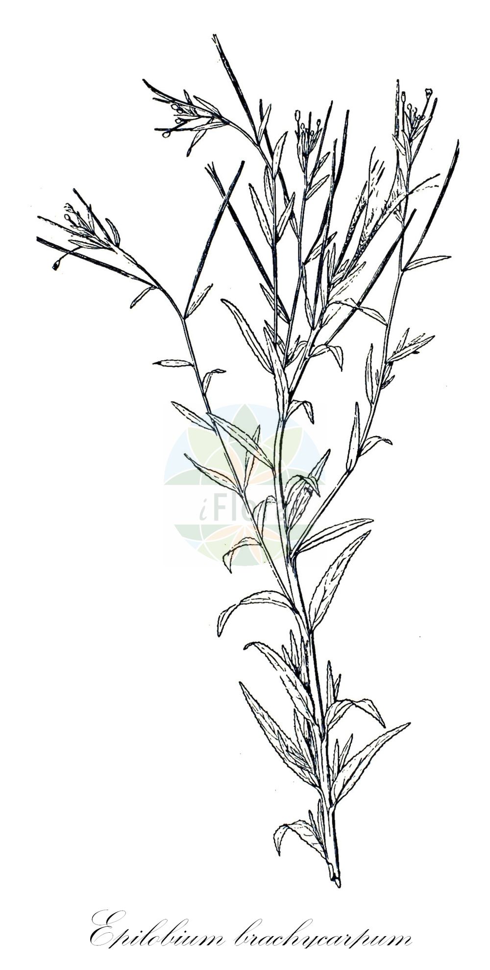Historische Abbildung von Epilobium brachycarpum (Kurzfrüchtiges Weidenröschen - Panicle Willowherb). Das Bild zeigt Blatt, Bluete, Frucht und Same. ---- Historical Drawing of Epilobium brachycarpum (Kurzfrüchtiges Weidenröschen - Panicle Willowherb). The image is showing leaf, flower, fruit and seed.(Epilobium brachycarpum,Kurzfrüchtiges Weidenröschen,Panicle Willowherb,Epilobium brachycarpum,Epilobium paniculatum,Kurzfruechtiges Weidenroeschen,Panicle Willowherb,Panicle Willowweed,Tall Annual Willowherb,Epilobium,Weidenröschen,Willowherb,Onagraceae,Nachtkerzengewächse,Evening Primrose family,Blatt,Bluete,Frucht,Same,leaf,flower,fruit,seed,Léveillé (1911))