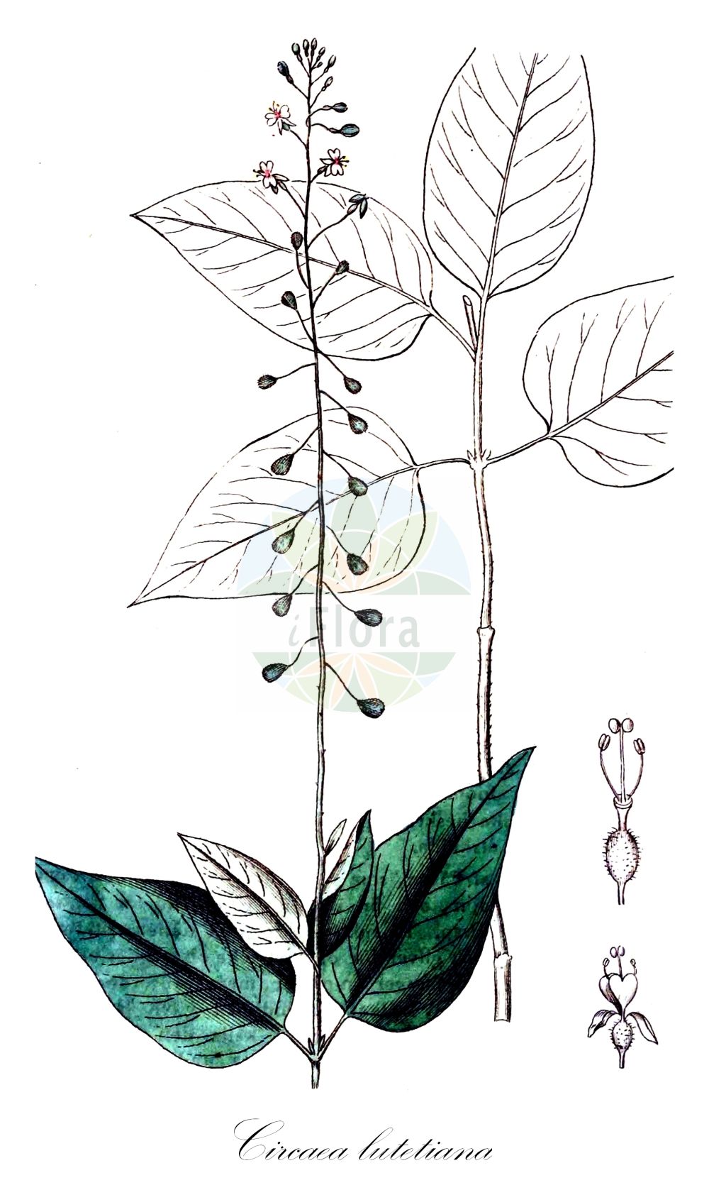 Historische Abbildung von Circaea lutetiana (Gewöhnliches Hexenkraut - Enchanter's-nightshade). Das Bild zeigt Blatt, Bluete, Frucht und Same. ---- Historical Drawing of Circaea lutetiana (Gewöhnliches Hexenkraut - Enchanter's-nightshade). The image is showing leaf, flower, fruit and seed.(Circaea lutetiana,Gewöhnliches Hexenkraut,Enchanter's-nightshade,Circaea lutetiana,Gewoehnliches Hexenkraut,Grosses Hexenkraut,Wald-Hexenkraut,Enchanter's-nightshade,Broadleaf Enchanter's Nightshade,Circaea,Hexenkraut,Enchanter's Nightshade,Onagraceae,Nachtkerzengewächse,Evening Primrose family,Blatt,Bluete,Frucht,Same,leaf,flower,fruit,seed,Svensk Botanik (Svensk Botanik))