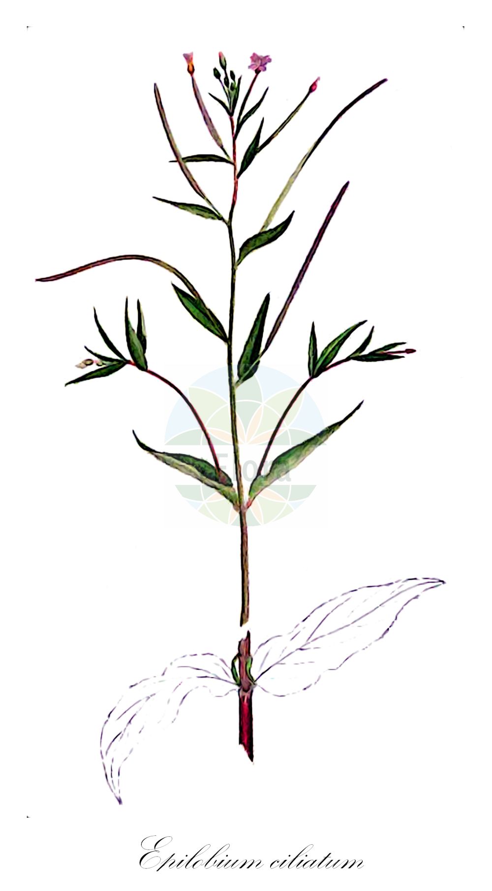 Historische Abbildung von Epilobium ciliatum (Drüsiges Weidenröschen - American Willowherb). Das Bild zeigt Blatt, Bluete, Frucht und Same. ---- Historical Drawing of Epilobium ciliatum (Drüsiges Weidenröschen - American Willowherb). The image is showing leaf, flower, fruit and seed.(Epilobium ciliatum,Drüsiges Weidenröschen,American Willowherb,Epilobium americanum,Epilobium ciliatum,Druesiges Weidenroeschen,Amerikanisches Weidenroeschen,Druesen-Weidenroeschen,American Willowherb,Fringed Willowherb,Epilobium,Weidenröschen,Willowherb,Onagraceae,Nachtkerzengewächse,Evening Primrose family,Blatt,Bluete,Frucht,Same,leaf,flower,fruit,seed,Sharp (1888-1910))