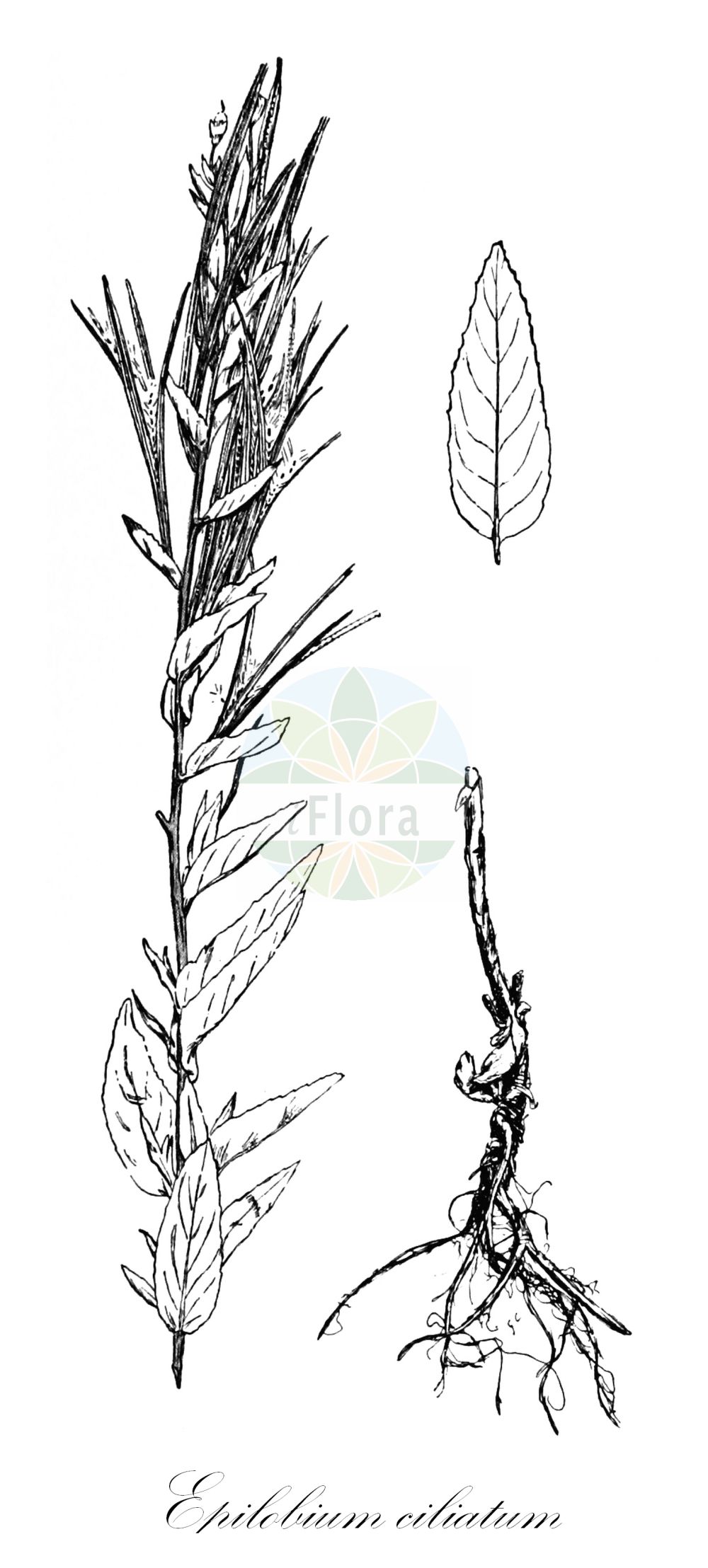Historische Abbildung von Epilobium ciliatum (Drüsiges Weidenröschen - American Willowherb). Das Bild zeigt Blatt, Bluete, Frucht und Same. ---- Historical Drawing of Epilobium ciliatum (Drüsiges Weidenröschen - American Willowherb). The image is showing leaf, flower, fruit and seed.(Epilobium ciliatum,Drüsiges Weidenröschen,American Willowherb,Epilobium americanum,Epilobium ciliatum,Druesiges Weidenroeschen,Amerikanisches Weidenroeschen,Druesen-Weidenroeschen,American Willowherb,Fringed Willowherb,Epilobium,Weidenröschen,Willowherb,Onagraceae,Nachtkerzengewächse,Evening Primrose family,Blatt,Bluete,Frucht,Same,leaf,flower,fruit,seed,Léveillé (1911))