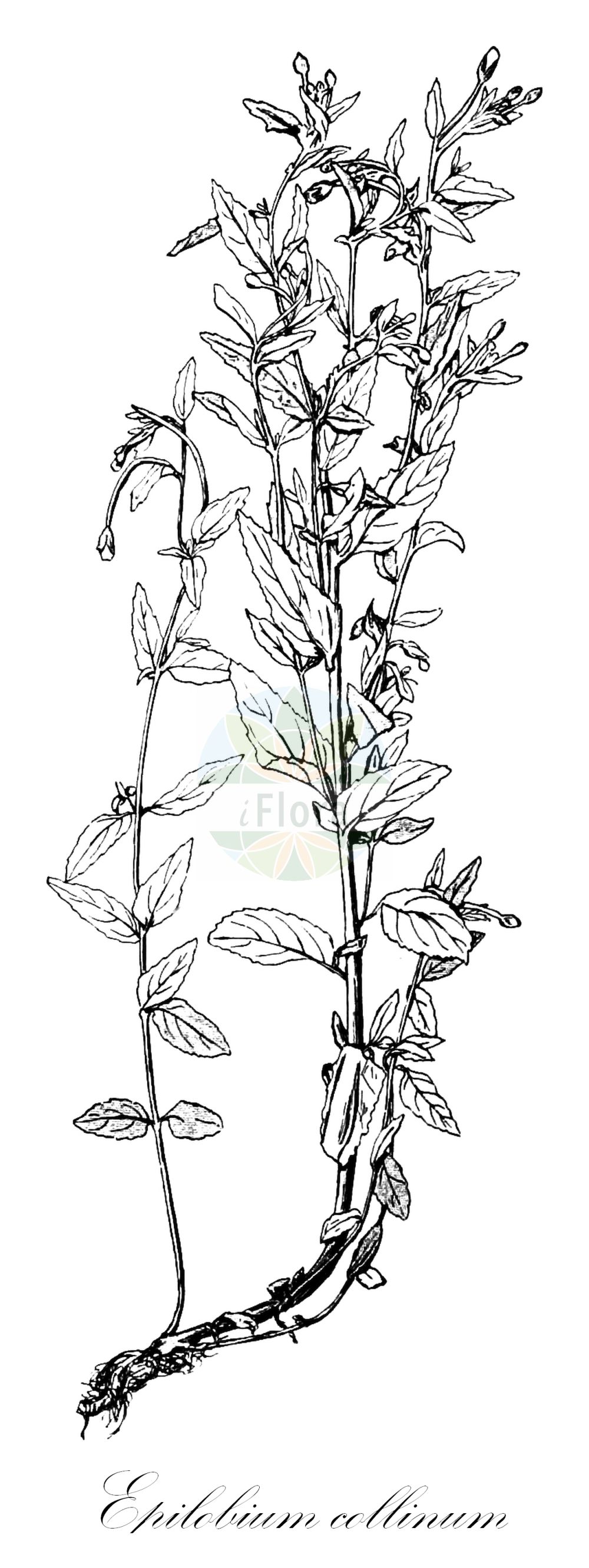 Historische Abbildung von Epilobium collinum (Hügel-Weidenröschen - Hill Willowherb). Das Bild zeigt Blatt, Bluete, Frucht und Same. ---- Historical Drawing of Epilobium collinum (Hügel-Weidenröschen - Hill Willowherb). The image is showing leaf, flower, fruit and seed.(Epilobium collinum,Hügel-Weidenröschen,Hill Willowherb,Epilobium carpetanum,Epilobium collinum,Epilobium montanum subsp. collinum,Huegel-Weidenroeschen,Hill Willowherb,Epilobium,Weidenröschen,Willowherb,Onagraceae,Nachtkerzengewächse,Evening Primrose family,Blatt,Bluete,Frucht,Same,leaf,flower,fruit,seed,Léveillé (1911))