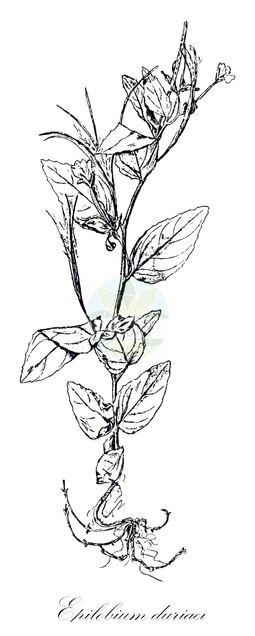 Historische Abbildung von Epilobium duriaei (Durieus Weidenröschen - Western Willowherb). Das Bild zeigt Blatt, Bluete, Frucht und Same. ---- Historical Drawing of Epilobium duriaei (Durieus Weidenröschen - Western Willowherb). The image is showing leaf, flower, fruit and seed.(Epilobium duriaei,Durieus Weidenröschen,Western Willowherb,Epilobium duriaei,Durieus Weidenroeschen,Western Willowherb,Epilobium,Weidenröschen,Willowherb,Onagraceae,Nachtkerzengewächse,Evening Primrose family,Blatt,Bluete,Frucht,Same,leaf,flower,fruit,seed,Léveillé (1911))