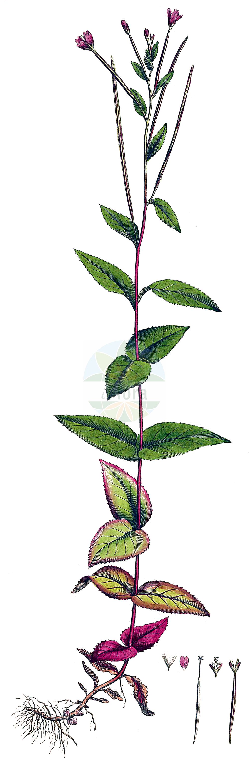 Historische Abbildung von Epilobium montanum (Berg-Weidenröschen - Broad-leaved Willowherb). Das Bild zeigt Blatt, Bluete, Frucht und Same. ---- Historical Drawing of Epilobium montanum (Berg-Weidenröschen - Broad-leaved Willowherb). The image is showing leaf, flower, fruit and seed.(Epilobium montanum,Berg-Weidenröschen,Broad-leaved Willowherb,Epilobium hypericifolium,Epilobium montanum,Berg-Weidenroeschen,Broad-leaved Willowherb,Epilobium,Weidenröschen,Willowherb,Onagraceae,Nachtkerzengewächse,Evening Primrose family,Blatt,Bluete,Frucht,Same,leaf,flower,fruit,seed,Curtis (1777-1798))