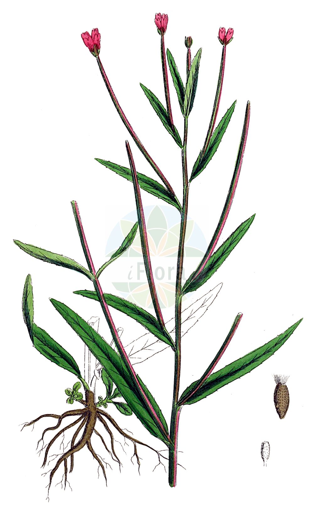 Historische Abbildung von Epilobium tetragonum (Vierkantiges Weidenröschen - Square-stalked Willowherb). Das Bild zeigt Blatt, Bluete, Frucht und Same. ---- Historical Drawing of Epilobium tetragonum (Vierkantiges Weidenröschen - Square-stalked Willowherb). The image is showing leaf, flower, fruit and seed.(Epilobium tetragonum,Vierkantiges Weidenröschen,Square-stalked Willowherb,Epilobium adnatum,Epilobium tetragonum,Epilobium tetragonum subsp. adnatum,Vierkantiges Weidenroeschen,Eigentliches Vierkant-Weidenroeschen,Graugruenes Vierkant-Weidenroeschen,Lamys Weidenroeschen,Vierkant-Weidenroeschen,Square-stalked Willowherb,Square-stemmed Willowherb,Indonesian Gum,Epilobium,Weidenröschen,Willowherb,Onagraceae,Nachtkerzengewächse,Evening Primrose family,Blatt,Bluete,Frucht,Same,leaf,flower,fruit,seed,Sowerby (1790-1813))