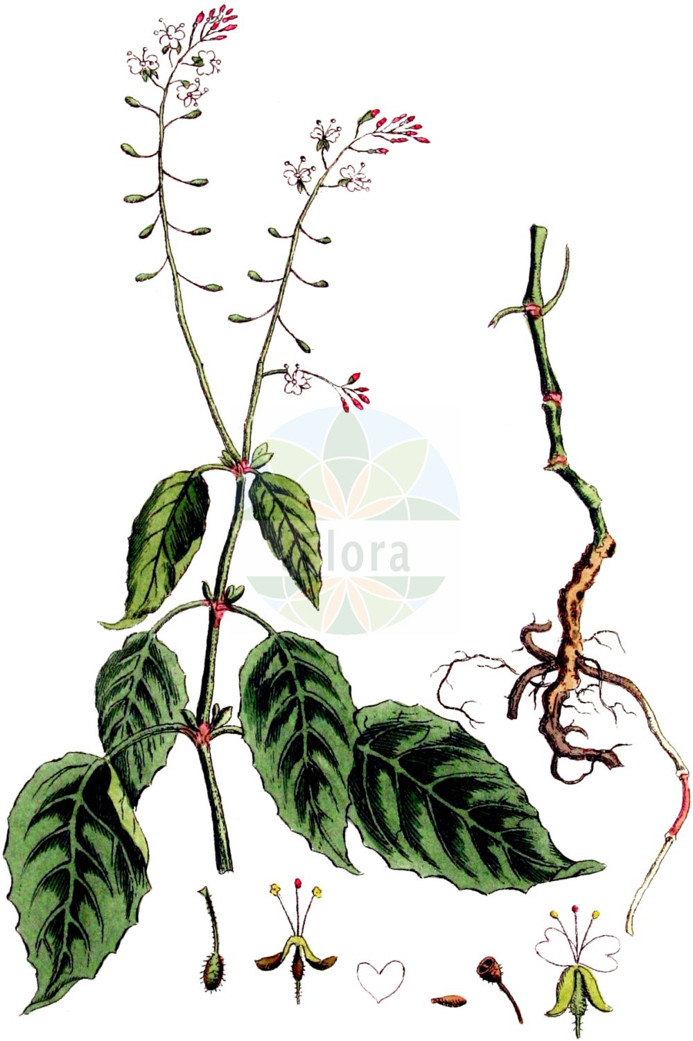 Historische Abbildung von Circaea lutetiana (Gewöhnliches Hexenkraut - Enchanter's-nightshade). Das Bild zeigt Blatt, Bluete, Frucht und Same. ---- Historical Drawing of Circaea lutetiana (Gewöhnliches Hexenkraut - Enchanter's-nightshade). The image is showing leaf, flower, fruit and seed.(Circaea lutetiana,Gewöhnliches Hexenkraut,Enchanter's-nightshade,Circaea lutetiana,Gewoehnliches Hexenkraut,Grosses Hexenkraut,Wald-Hexenkraut,Enchanter's-nightshade,Broadleaf Enchanter's Nightshade,Circaea,Hexenkraut,Enchanter's Nightshade,Onagraceae,Nachtkerzengewächse,Evening Primrose family,Blatt,Bluete,Frucht,Same,leaf,flower,fruit,seed,Kops (1800-1934))