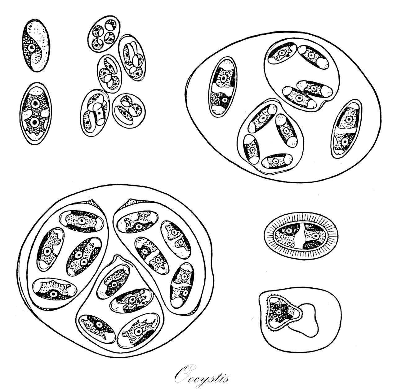 Oocystis - Chlorophyta,Biota,Plantae,Chlorophyta,Chlorophytina,Trebouxiophyceae,Chlorellales,Oocystaceae,Oocystis,Oöcystis