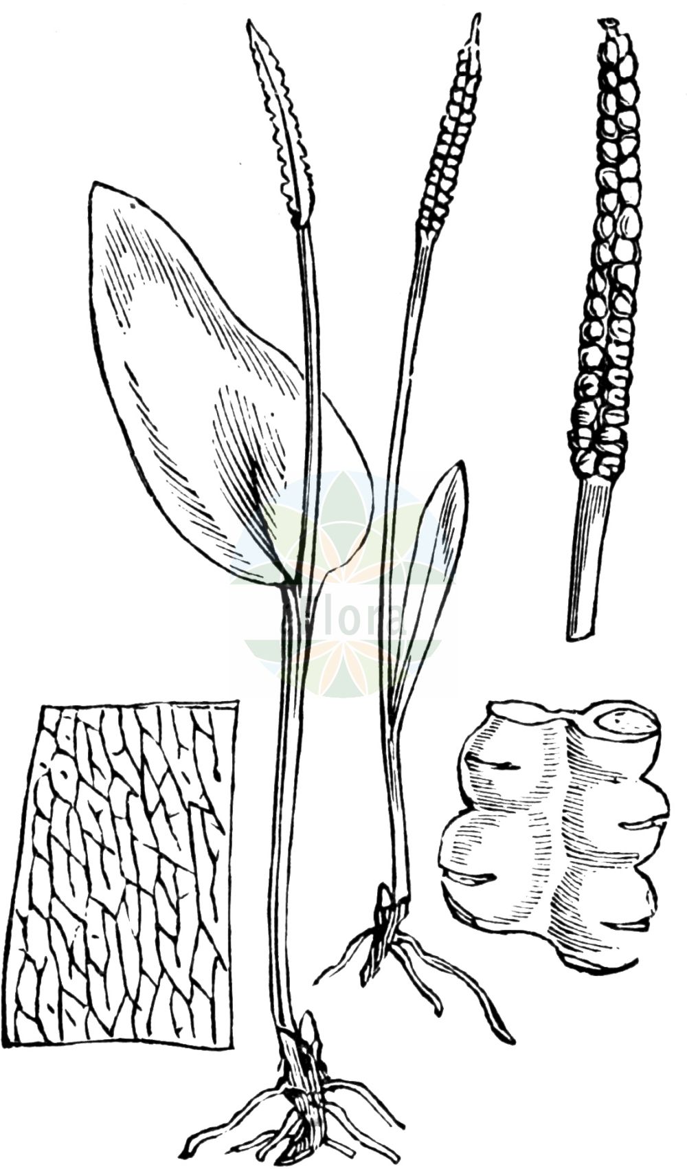 Historische Abbildung von Ophioglossum vulgatum (Gewöhnliche Natternzunge - Adder's-tongue). Das Bild zeigt Blatt, Bluete, Frucht und Same. ---- Historical Drawing of Ophioglossum vulgatum (Gewöhnliche Natternzunge - Adder's-tongue). The image is showing leaf, flower, fruit and seed.(Ophioglossum vulgatum,Gewöhnliche Natternzunge,Adder's-tongue,Ophioglossum alpinum,Ophioglossum vulgatum,Ophioglossum vulgatum var. minus,Gewoehnliche Natternzunge,Adder's-tongue,Southern Adderstongue,Common Adder's Tongue,Ophioglossum,Natternzunge,Adderstongue,Ophioglossaceae,Natternzungengewächse,Adder's-tongue family,Blatt,Bluete,Frucht,Same,leaf,flower,fruit,seed,Fitch et al. (1880))