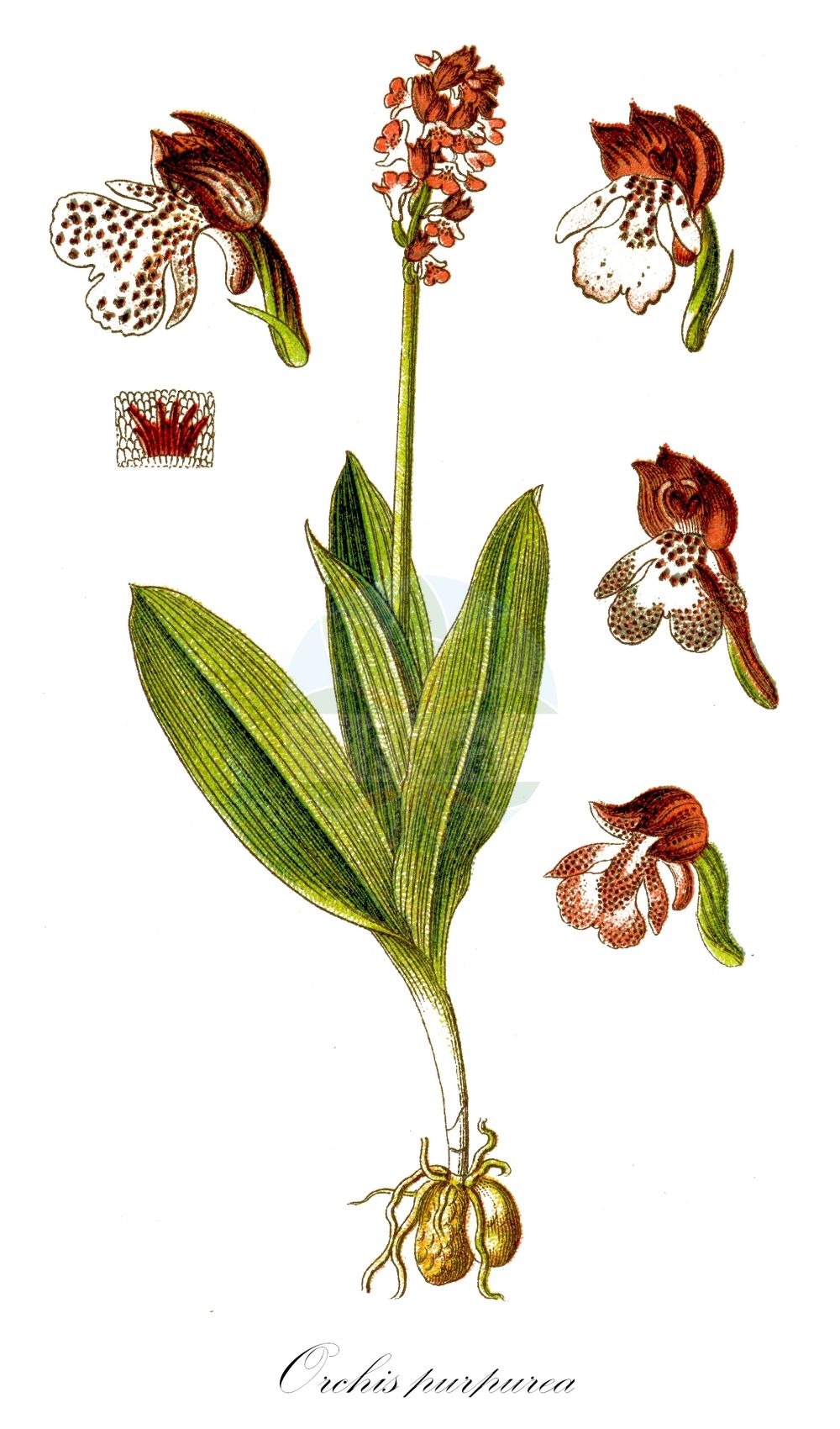 Historische Abbildung von Orchis purpurea (Purpur-Knabenkraut - Lady Orchid). Das Bild zeigt Blatt, Bluete, Frucht und Same. ---- Historical Drawing of Orchis purpurea (Purpur-Knabenkraut - Lady Orchid). The image is showing leaf, flower, fruit and seed.(Orchis purpurea,Purpur-Knabenkraut,Lady Orchid,Orchis purpurea,Purpur-Knabenkraut,Braunrotes Knabenkraut,Lady Orchid,Orchis,Knabenkraut,Orchidaceae,Knabenkrautgewächse,Orchid family,Blatt,Bluete,Frucht,Same,leaf,flower,fruit,seed,Sturm (1796f))