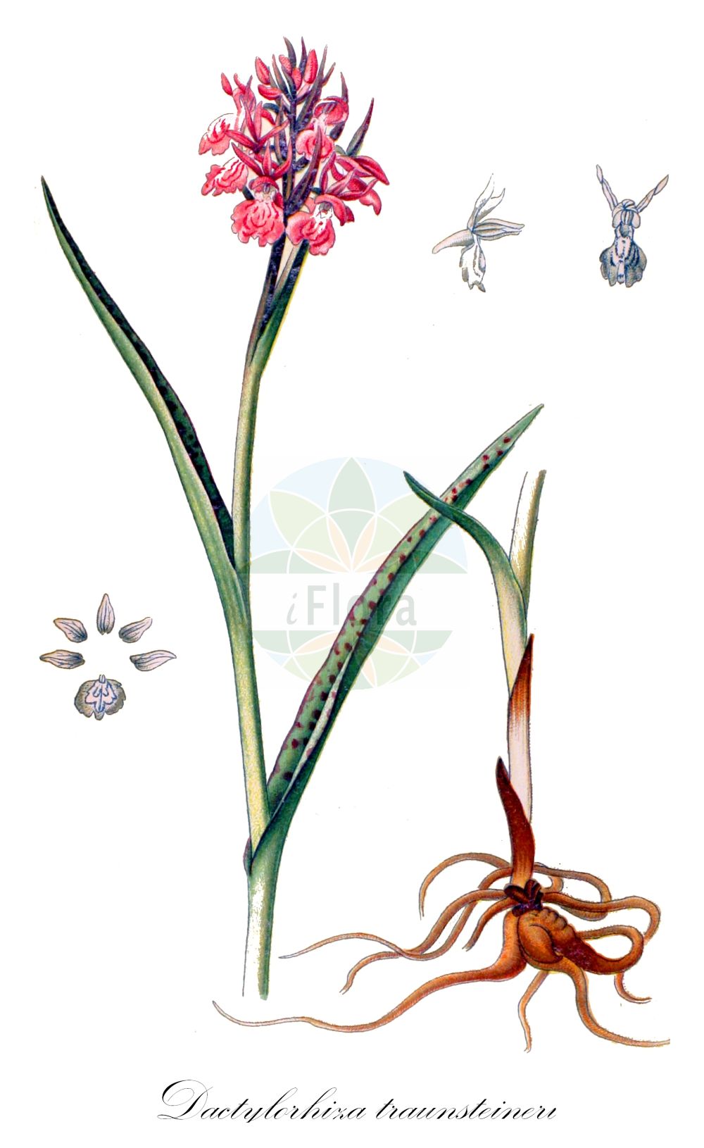 Historische Abbildung von Dactylorhiza traunsteineri (Traunsteiners Knabenkraut - Narrow-leaved Marsh-Orchid). Das Bild zeigt Blatt, Bluete, Frucht und Same. ---- Historical Drawing of Dactylorhiza traunsteineri (Traunsteiners Knabenkraut - Narrow-leaved Marsh-Orchid). The image is showing leaf, flower, fruit and seed.(Dactylorhiza traunsteineri,Traunsteiners Knabenkraut,Narrow-leaved Marsh-Orchid,Dactylorchis traunsteineri,Dactylorhiza traunsteineri,Orchis traunsteineri,Traunsteiners Knabenkraut,Traunsteiners Kuckucksblume,Narrow-leaved Marsh-Orchid,Broad-leaved Marsh Orchid,Common Marsh Orchid,Fan Orchid,Irish Marsh-orchid,Western Marsh Orchid,Dactylorhiza,Knabenkraut,Keyflower,Orchidaceae,Knabenkrautgewächse,Orchid family,Blatt,Bluete,Frucht,Same,leaf,flower,fruit,seed,Schulze (1892-1894))