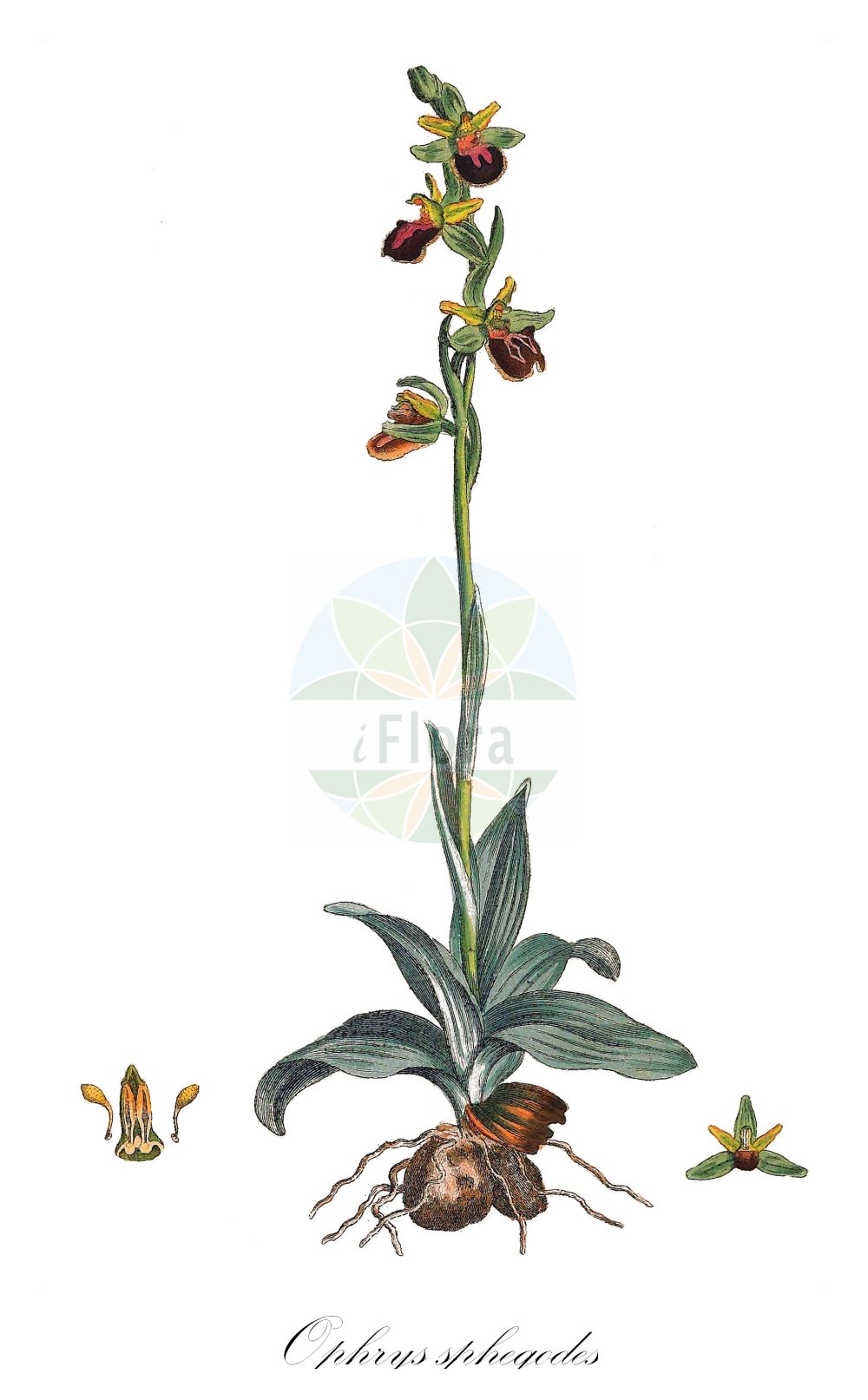 Historische Abbildung von Ophrys sphegodes (Echte Spinnen-Ragwurz - Early Spider-orchid). Das Bild zeigt Blatt, Bluete, Frucht und Same. ---- Historical Drawing of Ophrys sphegodes (Echte Spinnen-Ragwurz - Early Spider-orchid). The image is showing leaf, flower, fruit and seed.(Ophrys sphegodes,Echte Spinnen-Ragwurz,Early Spider-orchid,Ophrys sphegodes,Echte Spinnen-Ragwurz,Spinnen-Ragwurz,Early Spider-orchid,Ophrys,Ragwurz,Bee Orchid,Orchidaceae,Knabenkrautgewächse,Orchid family,Blatt,Bluete,Frucht,Same,leaf,flower,fruit,seed,Curtis (1777-1798))