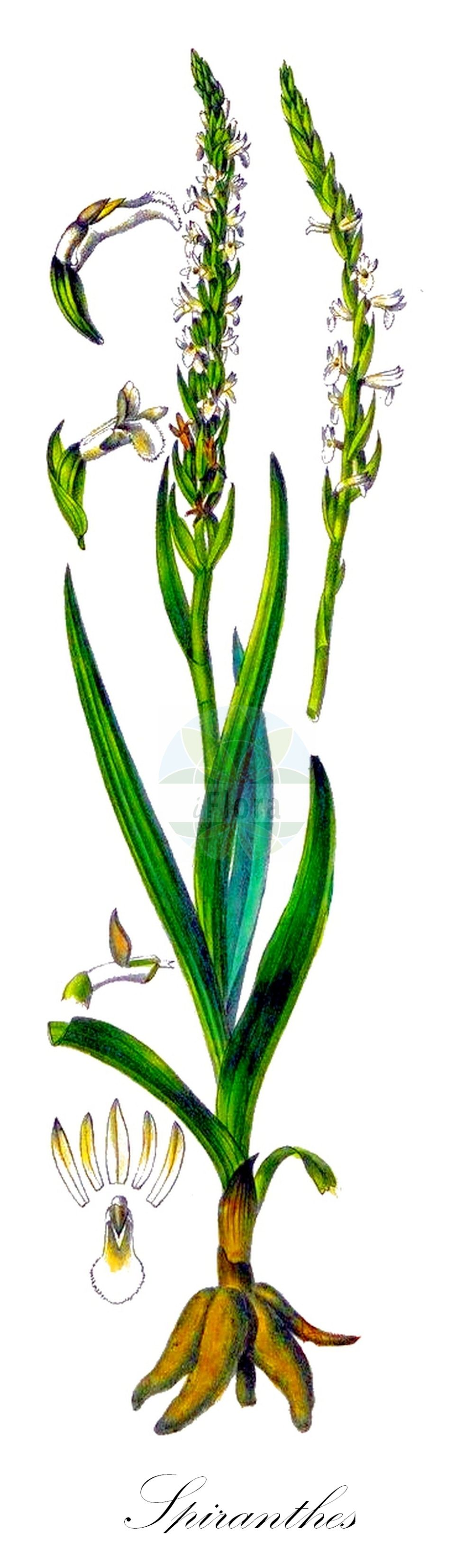 Historische Abbildung von Spiranthes aestivalis (Sommer-Wendelähre - Summer Lady's-tresses). Das Bild zeigt Blatt, Bluete, Frucht und Same. ---- Historical Drawing of Spiranthes aestivalis (Sommer-Wendelähre - Summer Lady's-tresses). The image is showing leaf, flower, fruit and seed.(Spiranthes aestivalis,Sommer-Wendelähre,Summer Lady's-tresses,Gyrostachys aestivalis,Neottia aestivalis,Ophrys aestiva,Ophrys aestivalis,Spiranthes aestivalis,Sommer-Wendelaehre,Sommer-Drehwurz,Sommer-Schraubenstaendel,Summer Lady's-tresses,Spiranthes,Wendelähre,Lady's Tresses,Orchidaceae,Knabenkrautgewächse,Orchid family,Blatt,Bluete,Frucht,Same,leaf,flower,fruit,seed,Barla (1868))
