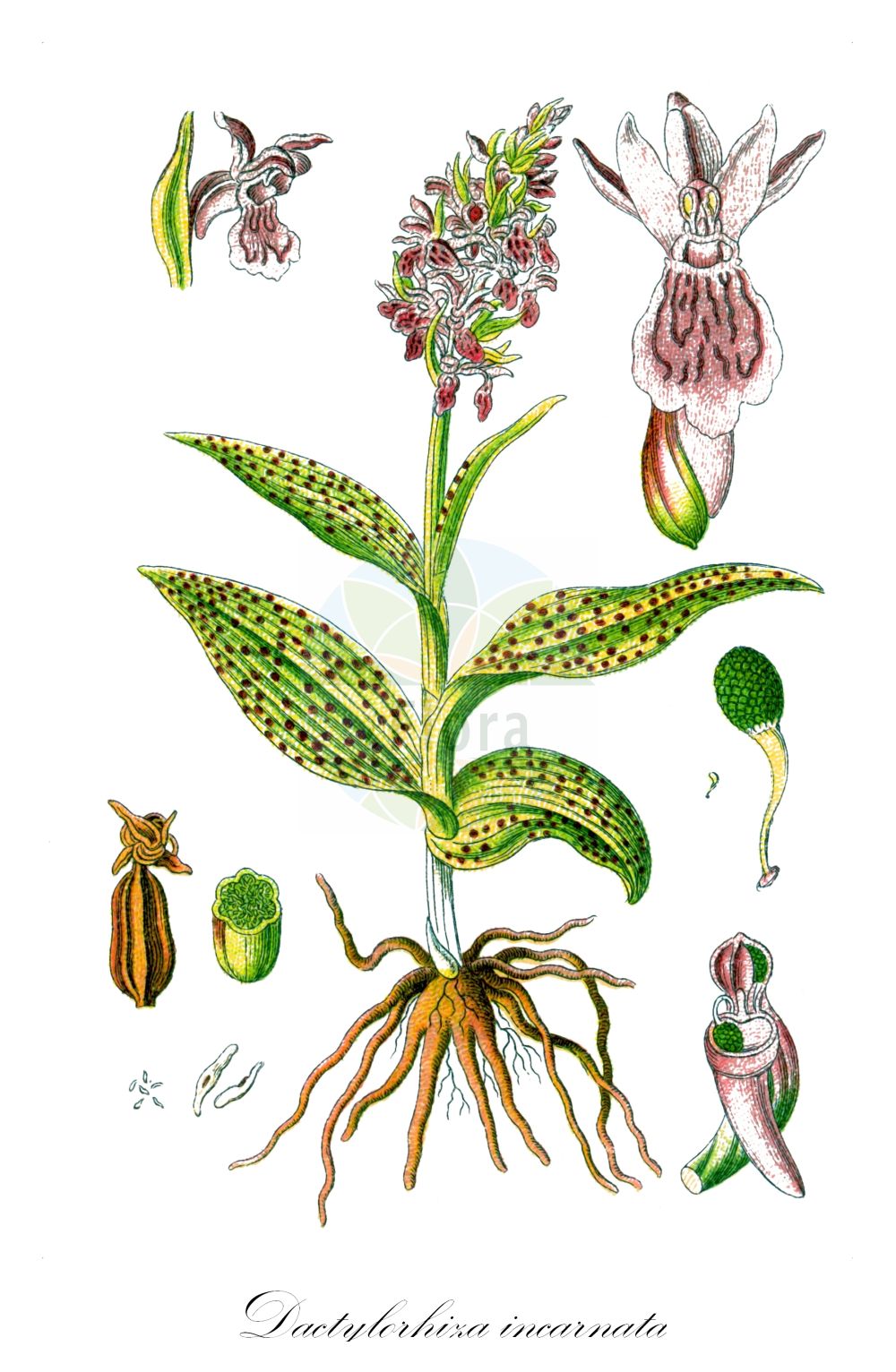 Historische Abbildung von Dactylorhiza incarnata (Fleischrotes Knabenkraut - Early Marsh-orchid). Das Bild zeigt Blatt, Bluete, Frucht und Same. ---- Historical Drawing of Dactylorhiza incarnata (Fleischrotes Knabenkraut - Early Marsh-orchid). The image is showing leaf, flower, fruit and seed.(Dactylorhiza incarnata,Fleischrotes Knabenkraut,Early Marsh-orchid,Dactylorhiza incarnata,Orchis mixta var. incantata,Fleischrotes Knabenkraut,Blassgelbe Kuckucksblume,Blutrote Kuckucksblume,Blutrotes Knabenkraut,Fleischrote Kuckucksblume,Steifblaettriges Knabenkraut,Early Marsh-orchid,Marsh Orchid,Dactylorhiza,Knabenkraut,Keyflower,Orchidaceae,Knabenkrautgewächse,Orchid family,Blatt,Bluete,Frucht,Same,leaf,flower,fruit,seed,Sturm (1796f))