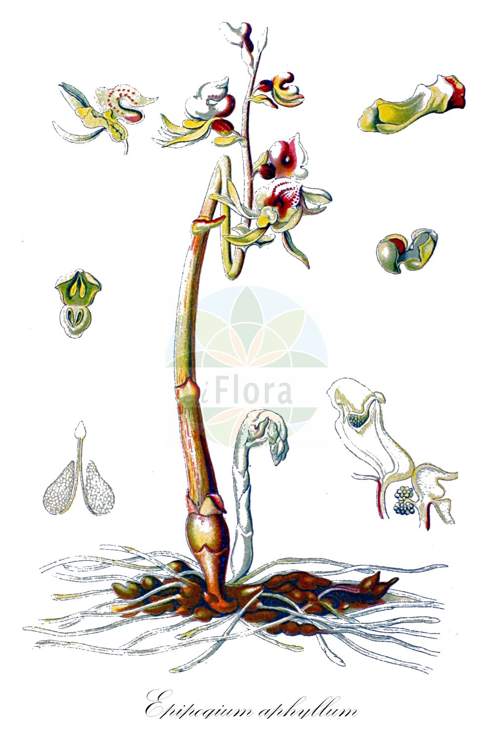 Historische Abbildung von Epipogium aphyllum (Blattloser Widerbart - Ghost Orchid). Das Bild zeigt Blatt, Bluete, Frucht und Same. ---- Historical Drawing of Epipogium aphyllum (Blattloser Widerbart - Ghost Orchid). The image is showing leaf, flower, fruit and seed.(Epipogium aphyllum,Blattloser Widerbart,Ghost Orchid,Epipactis epipogium,Epipogium aphyllum,Epipogium epipogium,Epipogium generalis,Epipogium gmelinii,Limodorum epipogium,Orchis aphylla,Satyrium epipogium,Serapias epigogium,Blattloser Widerbart,Ghost Orchid,Leafless Epipogium,Spurred Coral-root,Epipogium,Widerbart,Ghost Orchid,Orchidaceae,Knabenkrautgewächse,Orchid family,Blatt,Bluete,Frucht,Same,leaf,flower,fruit,seed,Schulze (1892-1894))