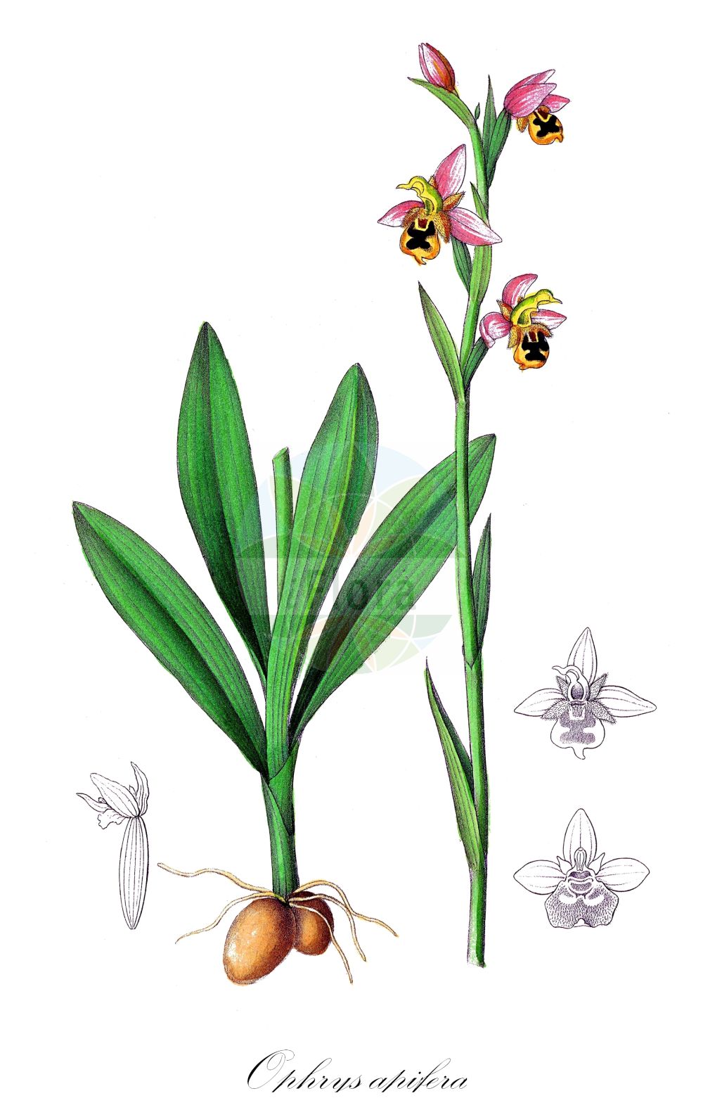 Historische Abbildung von Ophrys apifera (Bienen-Ragwurz - Bee Orchid). Das Bild zeigt Blatt, Bluete, Frucht und Same. ---- Historical Drawing of Ophrys apifera (Bienen-Ragwurz - Bee Orchid). The image is showing leaf, flower, fruit and seed.(Ophrys apifera,Bienen-Ragwurz,Bee Orchid,Arachnites apifera,Ophrys albiflora,Ophrys apifera,Ophrys aquisgranensis,Ophrys asilifera,Ophrys austriaca,Ophrys bicolor,Ophrys botteronii,Ophrys chlorantha,Ophrys epeirophora,Ophrys friburgensis,Ophrys immaculata,Ophrys integra,Ophrys jurana,Ophrys mangini,Ophrys purpurea,Ophrys ripaensis,Ophrys rostrata,Ophrys saraepontana,Ophrys trollii,Orchis apifera,Orchis holosericea,Orchis oestrifera,Bienen-Ragwurz,Bee Orchid,Ophrys,Ragwurz,Bee Orchid,Orchidaceae,Knabenkrautgewächse,Orchid family,Blatt,Bluete,Frucht,Same,leaf,flower,fruit,seed,Dietrich (1833-1844))
