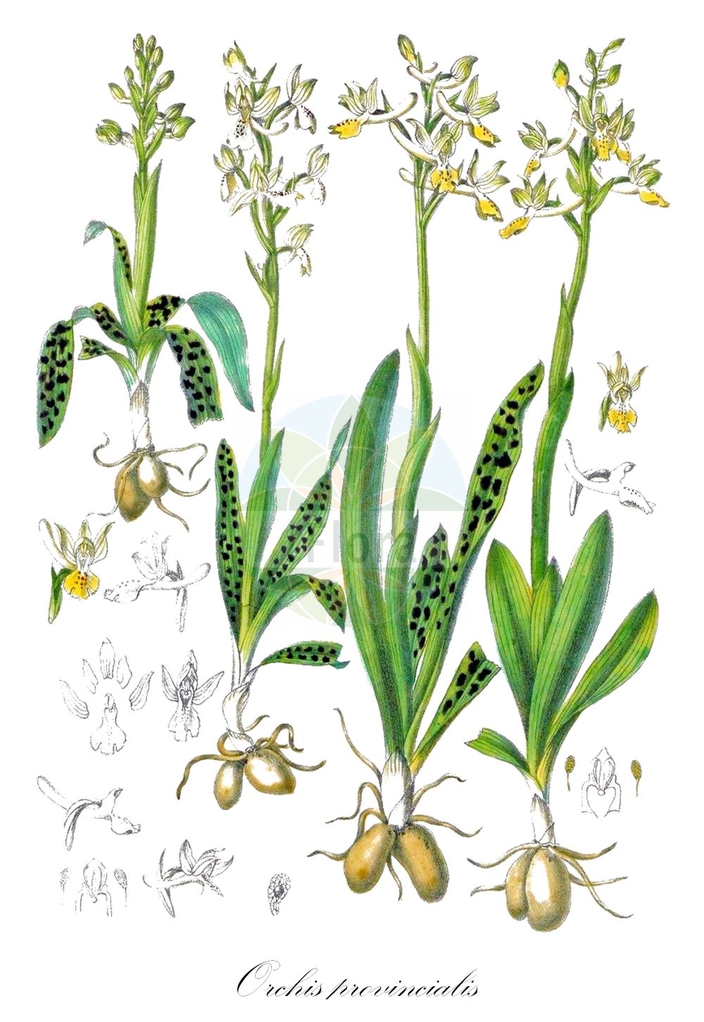 Historische Abbildung von Orchis provincialis. Das Bild zeigt Blatt, Bluete, Frucht und Same. ---- Historical Drawing of Orchis provincialis. The image is showing leaf, flower, fruit and seed.(Orchis provincialis,Androrchis provincialis,Orchis cyrilli,Orchis leucostachya,Orchis mascula,Orchis olbiensis,Orchis pallens,Orchis provincialis,Orchis pseudopallens,Orchis,Knabenkraut,Orchidaceae,Knabenkrautgewächse,Orchid family,Blatt,Bluete,Frucht,Same,leaf,flower,fruit,seed,Barla (1868))