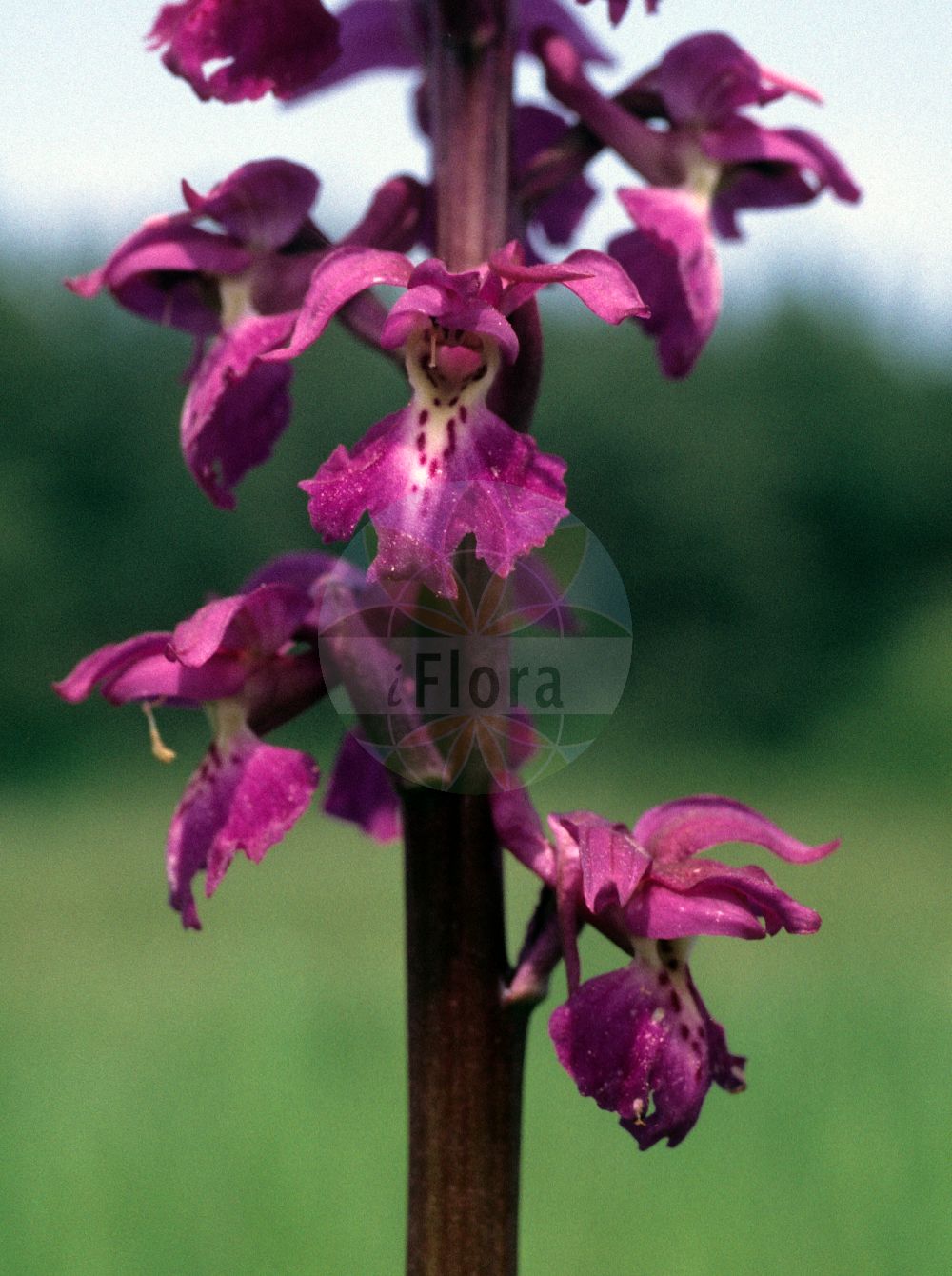 Foto von Orchis mascula (Männliches Knabenkraut - Early-purple Orchid). ---- Photo of Orchis mascula (Männliches Knabenkraut - Early-purple Orchid).(Orchis mascula,Männliches Knabenkraut,Early-purple Orchid,Androrchis mascula,Orchis mascula,Orchis morio var. mascula,Maennliches Knabenkraut,Kuckucks-Knabenkraut,Early-purple Orchid,Blue Butcher,Blue Butcher Orchid,Male Orchid,Orchis,Knabenkraut,Orchidaceae,Knabenkrautgewächse,Orchid family)