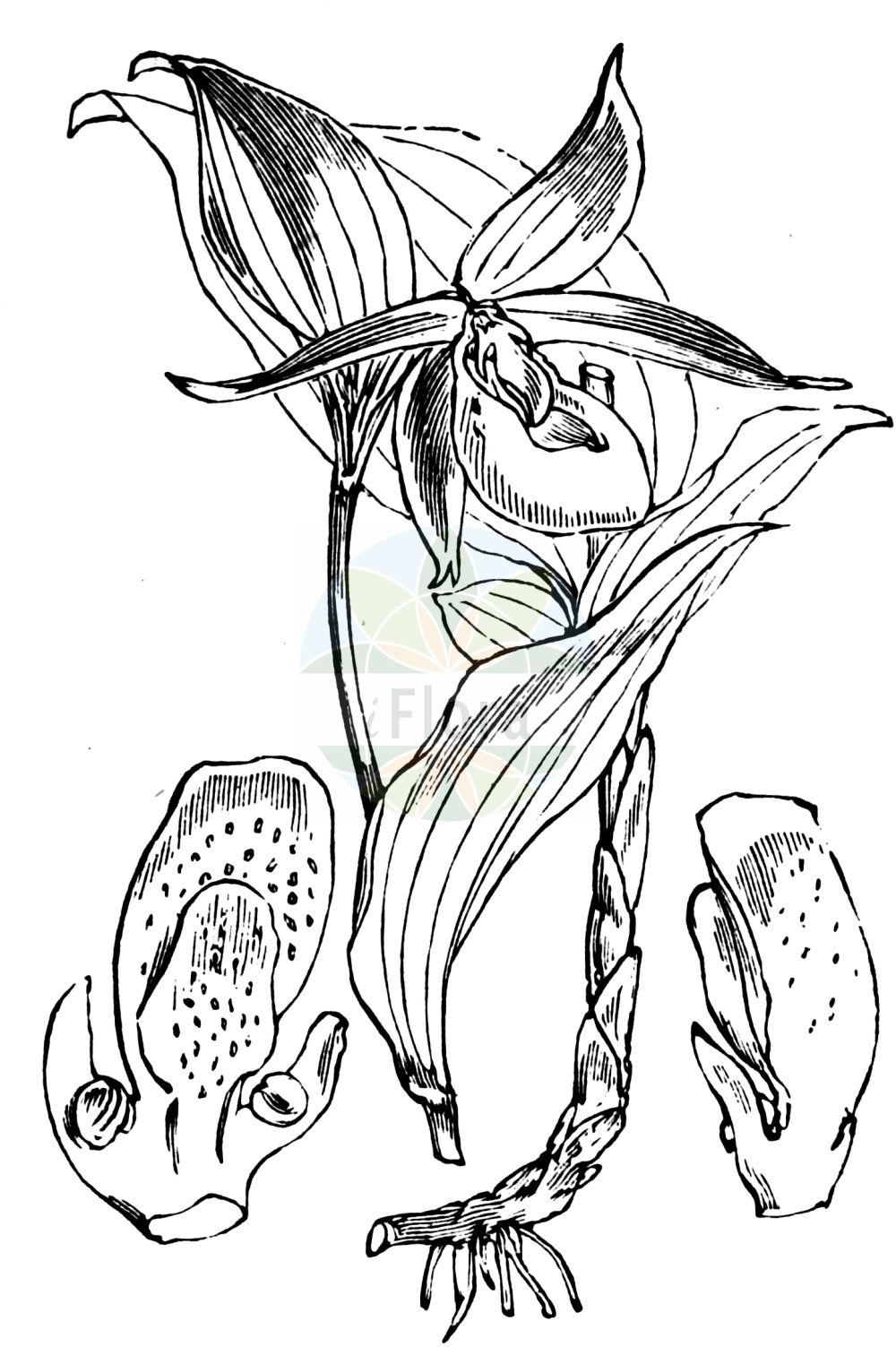 Historische Abbildung von Cypripedium calceolus (Gelber Frauenschuh - Lady's-slipper). Das Bild zeigt Blatt, Bluete, Frucht und Same. ---- Historical Drawing of Cypripedium calceolus (Gelber Frauenschuh - Lady's-slipper). The image is showing leaf, flower, fruit and seed.(Cypripedium calceolus,Gelber Frauenschuh,Lady's-slipper,Calceolus alternifolius,Calceolus marianus,Cypripedilon marianus,Cypripedium alternifolium,Cypripedium atsmori,Cypripedium boreale,Cypripedium calceolus,Cypripedium cruciatum,Cypripedium ferrugineum,Cypripedium microsaccos,Gelber Frauenschuh,Frauenschuh,Lady's-slipper,Lady's Slipper Orchid,Cypripedium,Frauenschuh,Lady's Slipper,Orchidaceae,Knabenkrautgewächse,Orchid family,Blatt,Bluete,Frucht,Same,leaf,flower,fruit,seed,Fitch et al. (1880))