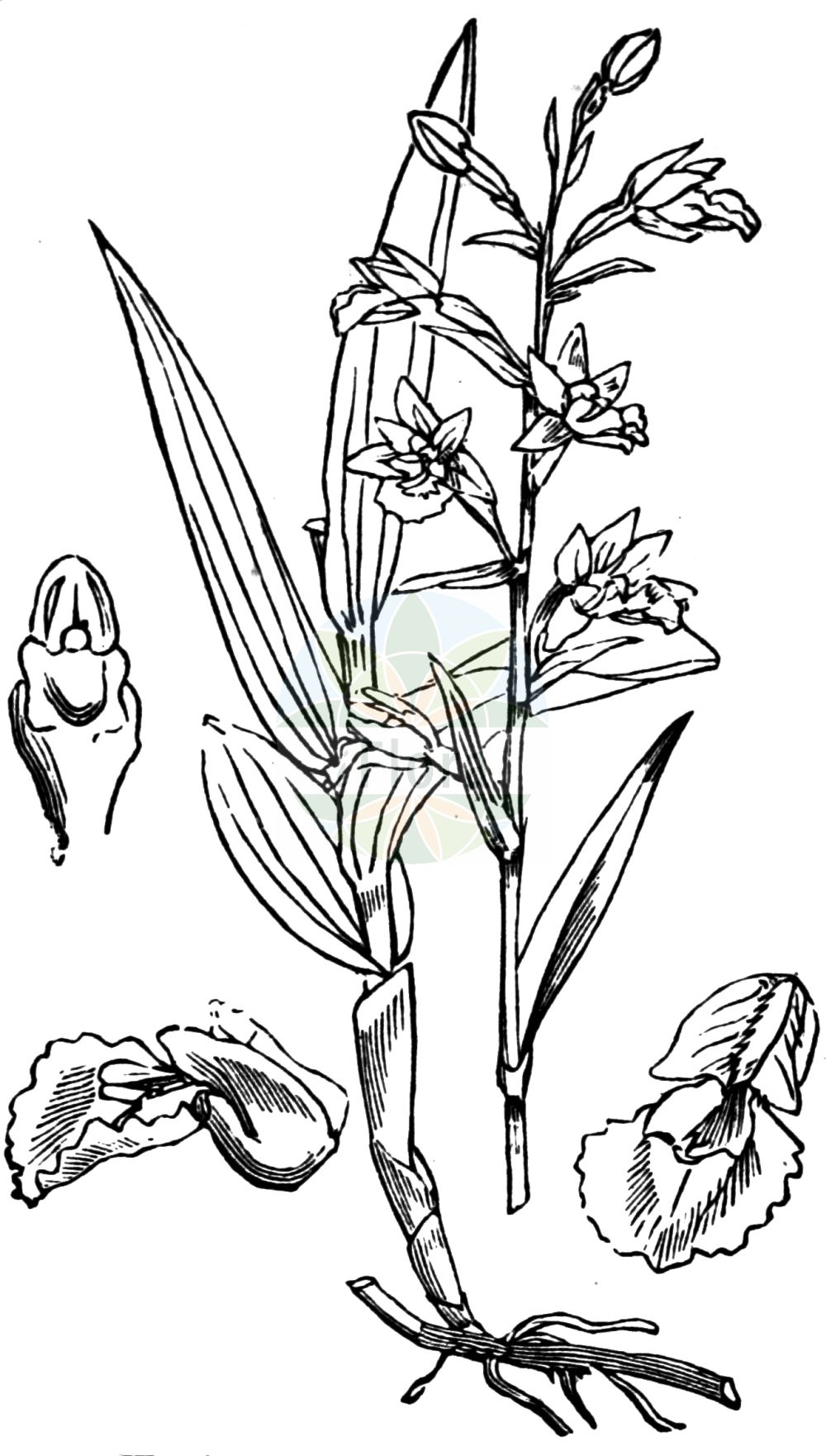 Historische Abbildung von Epipactis palustris (Sumpf-Stendelwurz - Marsh Helleborine). Das Bild zeigt Blatt, Bluete, Frucht und Same. ---- Historical Drawing of Epipactis palustris (Sumpf-Stendelwurz - Marsh Helleborine). The image is showing leaf, flower, fruit and seed.(Epipactis palustris,Sumpf-Stendelwurz,Marsh Helleborine,Amesia palustris,Arthrochilium palustre,Calliphyllon palustre,Cymbidium palustre,Epipactis longifolia,Epipactis palustris,Epipactis salina,Helleborine longifolia,Helleborine palustris,Limodorum palustre,Serapias longiflora,Serapias palustris,Sumpf-Stendelwurz,Sumpf-Staendelwurz,Marsh Helleborine,Epipactis,Stendelwurz,Helleborine,Orchidaceae,Knabenkrautgewächse,Orchid family,Blatt,Bluete,Frucht,Same,leaf,flower,fruit,seed,Fitch et al. (1880))