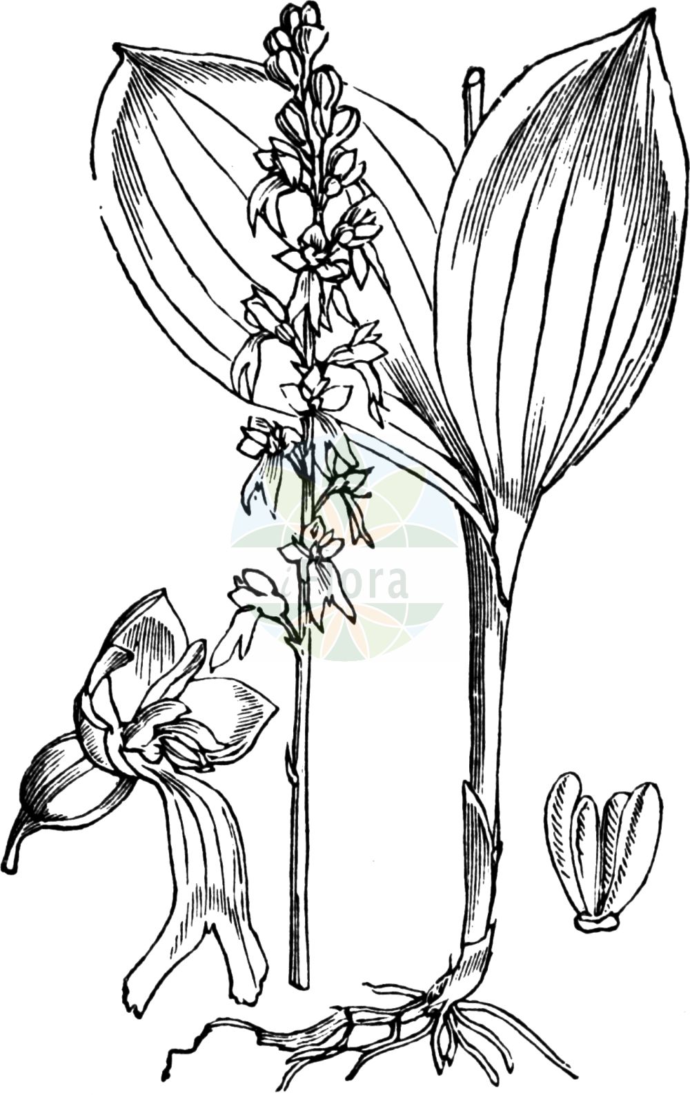 Historische Abbildung von Neottia ovata (Großes Zweiblatt - Common Twayblade). Das Bild zeigt Blatt, Bluete, Frucht und Same. ---- Historical Drawing of Neottia ovata (Großes Zweiblatt - Common Twayblade). The image is showing leaf, flower, fruit and seed.(Neottia ovata,Großes Zweiblatt,Common Twayblade,Bifolium ovatum,Diphryllum ovatum,Distomaea ovata,Epipactis ovalifolia,Epipactis ovata,Helleborine ovata,Listera multinervia,Listera ovata,Malaxis ovata,Neottia latifolia,Neottia ovata,Ophrys bifolia,Ophrys ovata,Pollinirhiza ovata,Serapias ovata,Grosses Zweiblatt,Common Twayblade,Eggleaf Twayblade,Twayblade,Neottia,Nestwurz,Nest Orchid,Orchidaceae,Knabenkrautgewächse,Orchid family,Blatt,Bluete,Frucht,Same,leaf,flower,fruit,seed,Fitch et al. (1880))