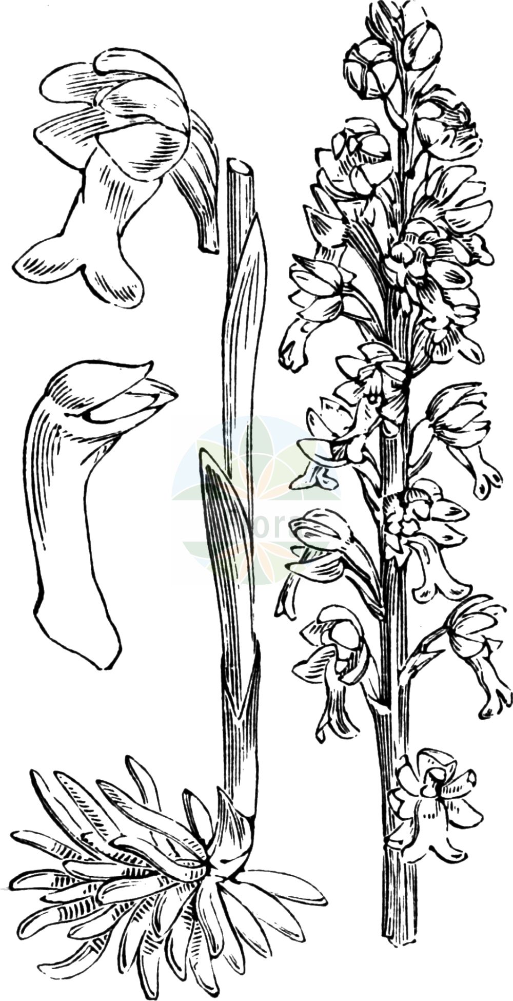 Historische Abbildung von Neottia nidus-avis (Vogelnestwurz - Bird's-nest Orchid). Das Bild zeigt Blatt, Bluete, Frucht und Same. ---- Historical Drawing of Neottia nidus-avis (Vogelnestwurz - Bird's-nest Orchid). The image is showing leaf, flower, fruit and seed.(Neottia nidus-avis,Vogelnestwurz,Bird's-nest Orchid,Distomaea nidus-avis,Epipactis nidus-avis,Helleborine nidus-avis,Helleborine succulenta,Listera nidus-avis,Malaxis nidus-avis,Neottia macrostelis,Neottia nidus-avis,Neottia orobanchoidea,Neottia squamosa,Neottidium nidus-avis,Ophrys nidus-avis,Serapias nidus-avis,Vogelnestwurz,Vogel-Nestwurz,Bird's-nest Orchid,Mycoheterotrophic Orchid,Neottia,Nestwurz,Nest Orchid,Orchidaceae,Knabenkrautgewächse,Orchid family,Blatt,Bluete,Frucht,Same,leaf,flower,fruit,seed,Fitch et al. (1880))