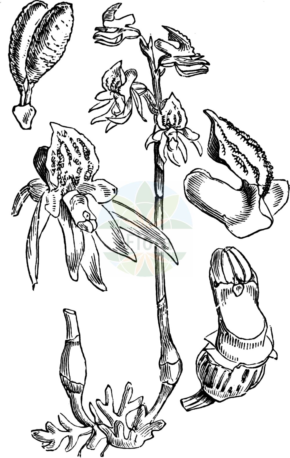 Historische Abbildung von Epipogium aphyllum (Blattloser Widerbart - Ghost Orchid). Das Bild zeigt Blatt, Bluete, Frucht und Same. ---- Historical Drawing of Epipogium aphyllum (Blattloser Widerbart - Ghost Orchid). The image is showing leaf, flower, fruit and seed.(Epipogium aphyllum,Blattloser Widerbart,Ghost Orchid,Epipactis epipogium,Epipogium aphyllum,Epipogium epipogium,Epipogium generalis,Epipogium gmelinii,Limodorum epipogium,Orchis aphylla,Satyrium epipogium,Serapias epigogium,Blattloser Widerbart,Ghost Orchid,Leafless Epipogium,Spurred Coral-root,Epipogium,Widerbart,Ghost Orchid,Orchidaceae,Knabenkrautgewächse,Orchid family,Blatt,Bluete,Frucht,Same,leaf,flower,fruit,seed,Fitch et al. (1880))