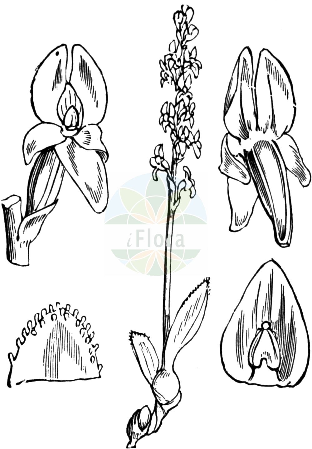 Historische Abbildung von Hammarbya paludosa (Sumpf-Weichwurz - Bog Orchid). Das Bild zeigt Blatt, Bluete, Frucht und Same. ---- Historical Drawing of Hammarbya paludosa (Sumpf-Weichwurz - Bog Orchid). The image is showing leaf, flower, fruit and seed.(Hammarbya paludosa,Sumpf-Weichwurz,Bog Orchid,Epipactis paludosa,Hammarbya paludosa,Malaxis paludosa,Malaxis palustris,Ophrys paludosa,Ophrys palustris,Orchis paludosa,Sturmia paludosa,Sumpf-Weichwurz,Weichstaendel,Bog Orchid,Bog Adder's-mouth Orchid,Hammarbya,Weichwurz,Bog Orchid,Orchidaceae,Knabenkrautgewächse,Orchid family,Blatt,Bluete,Frucht,Same,leaf,flower,fruit,seed,Fitch et al. (1880))